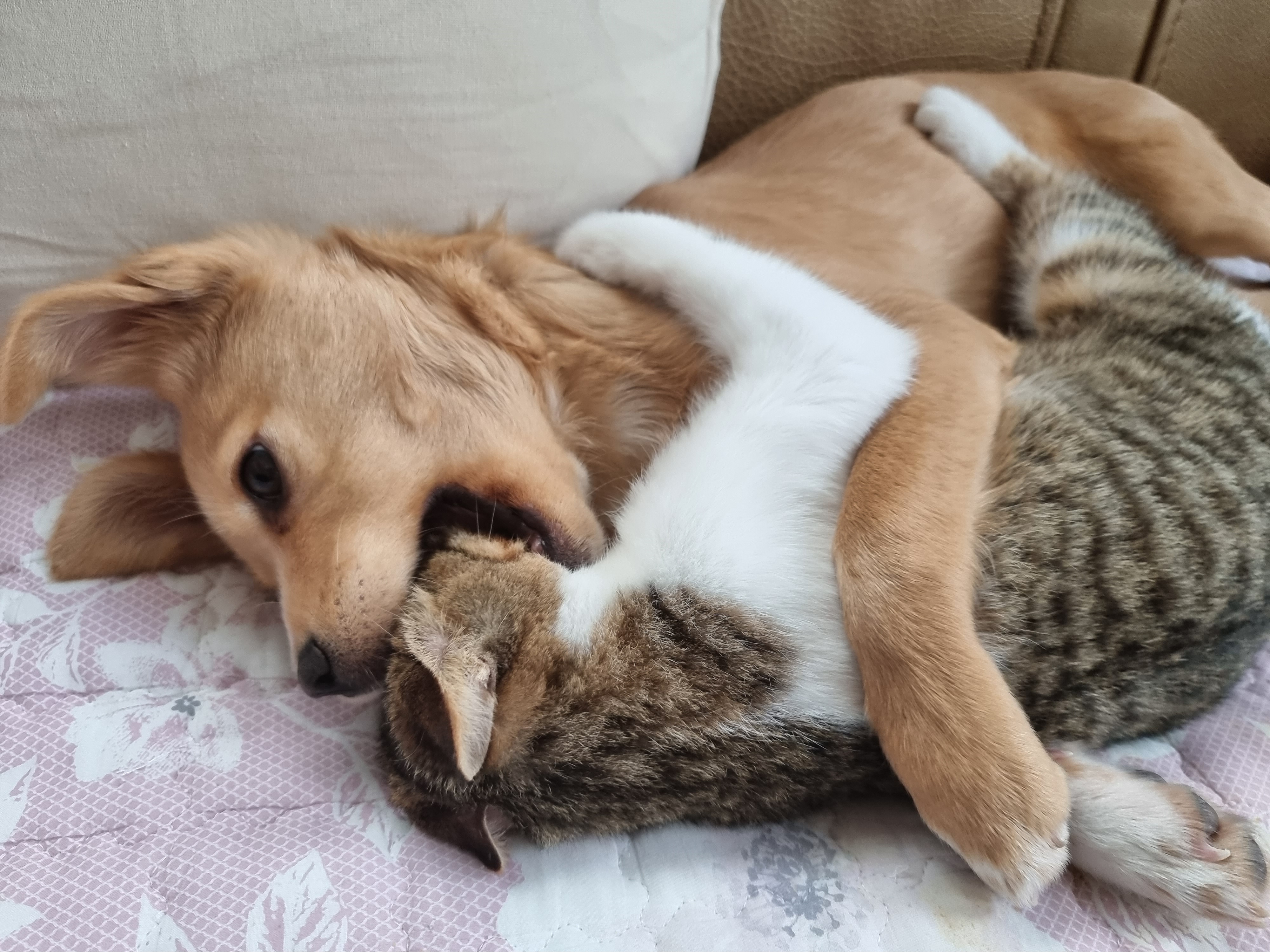 춘식이와 말이의 일상 