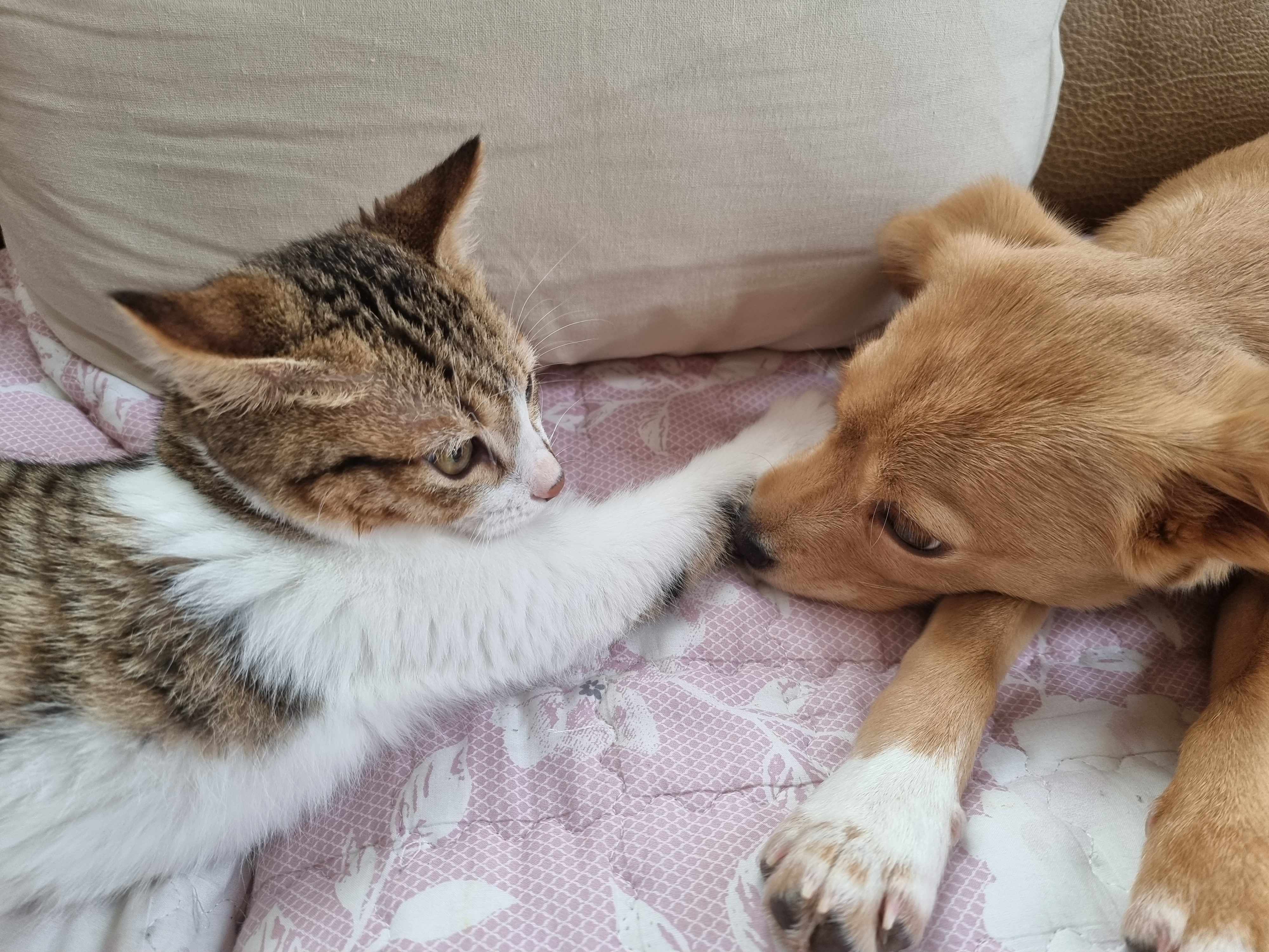 춘식이와 말이의 일상 