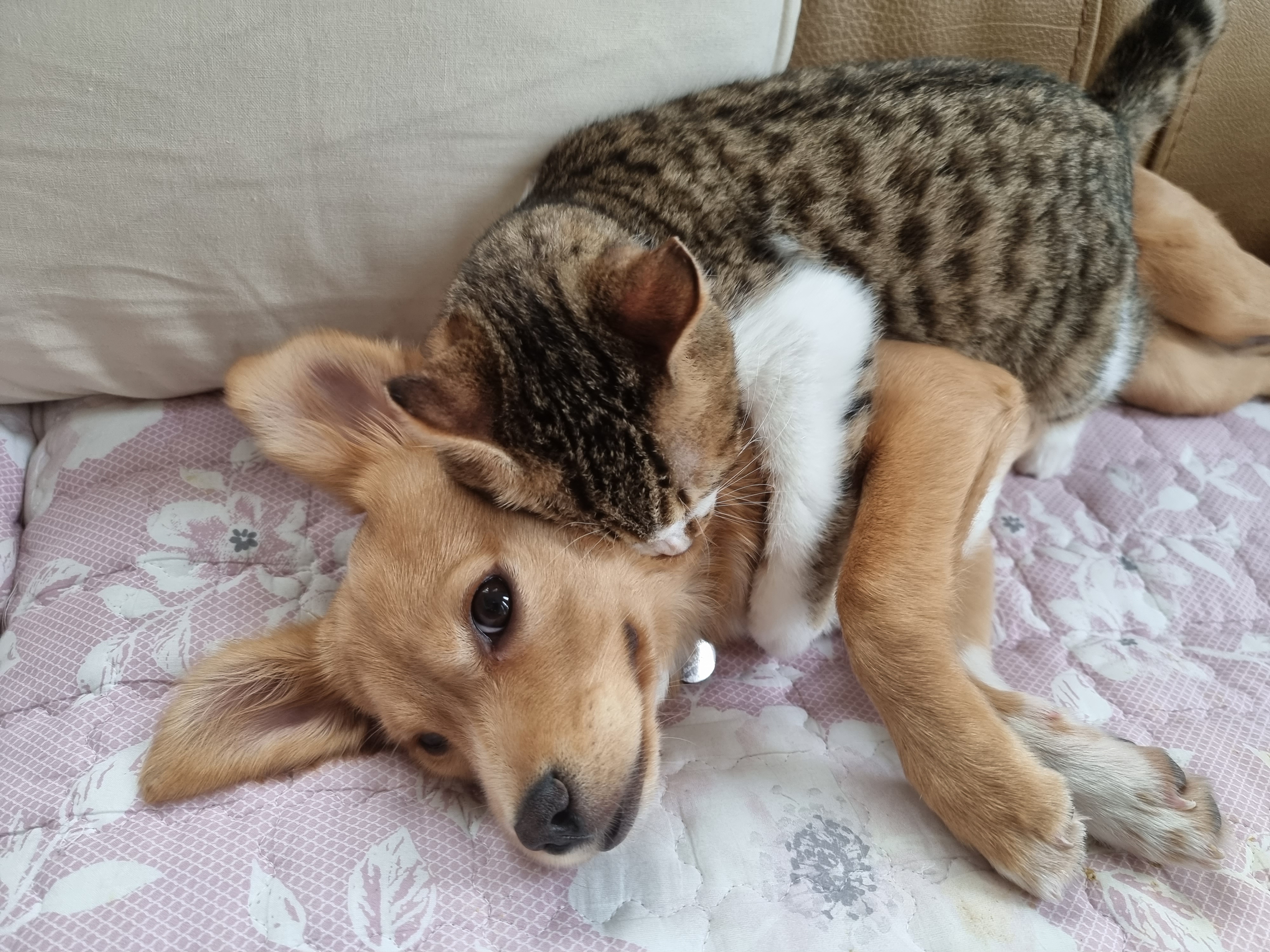 춘식이와 말이의 일상 