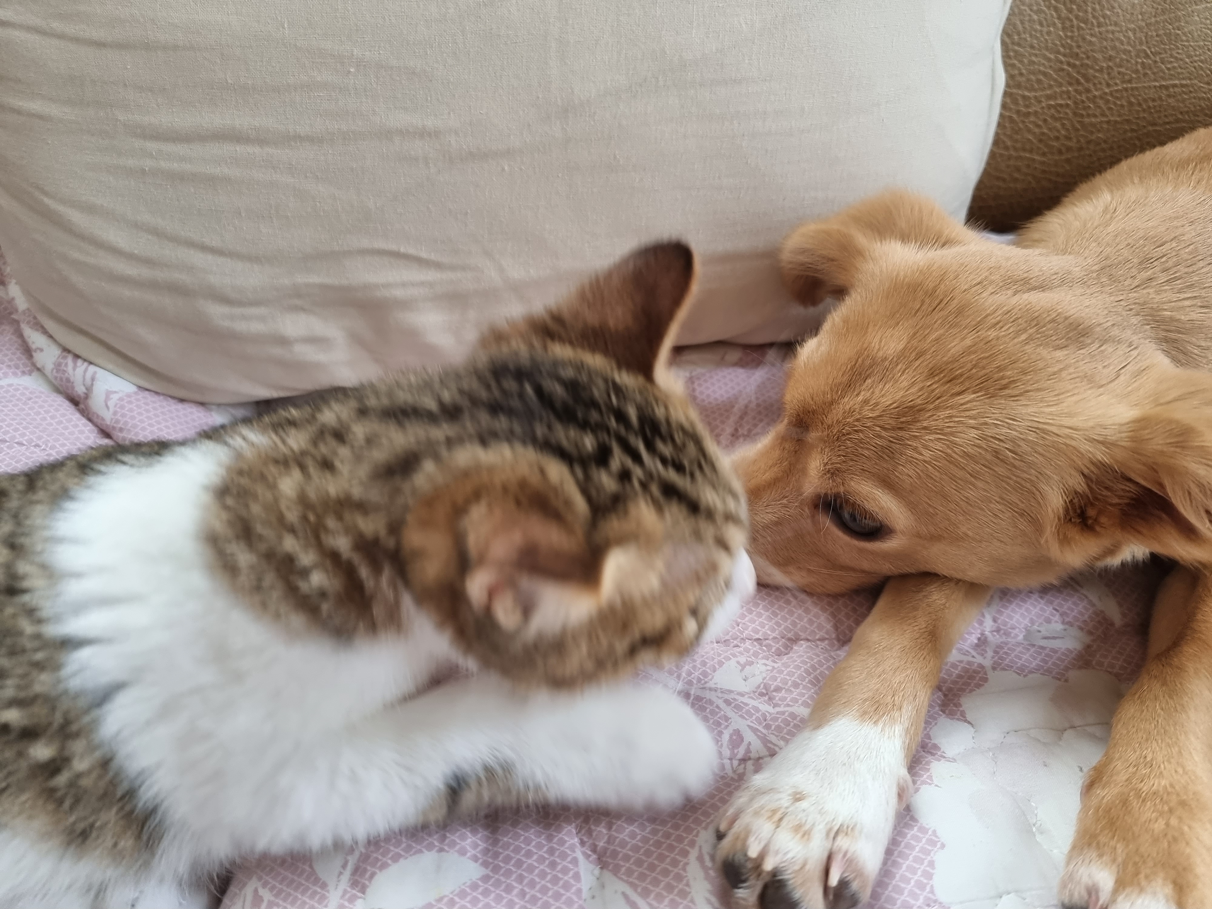 춘식이와 말이의 일상 