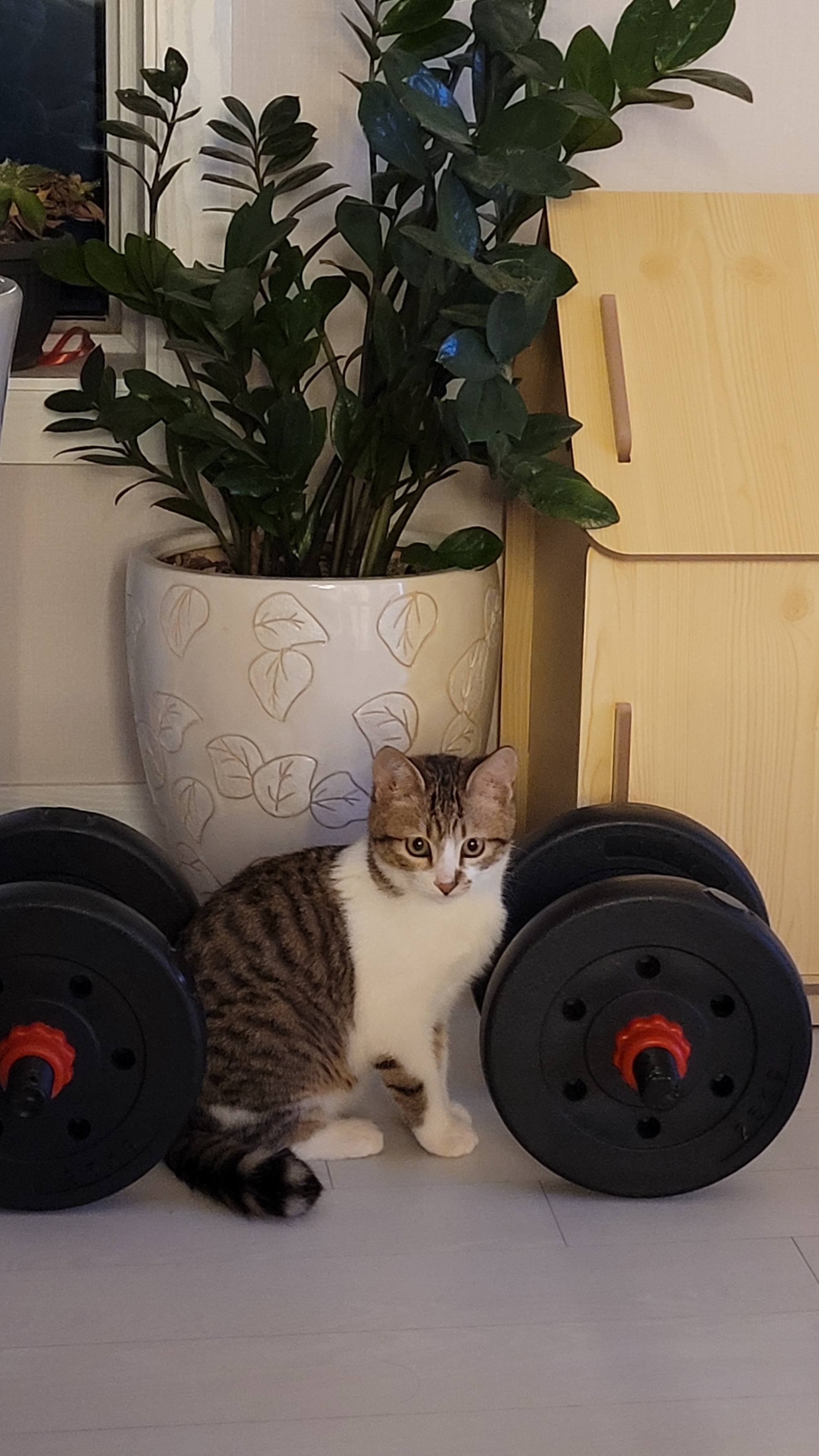 춘식이와 말이의 일상 