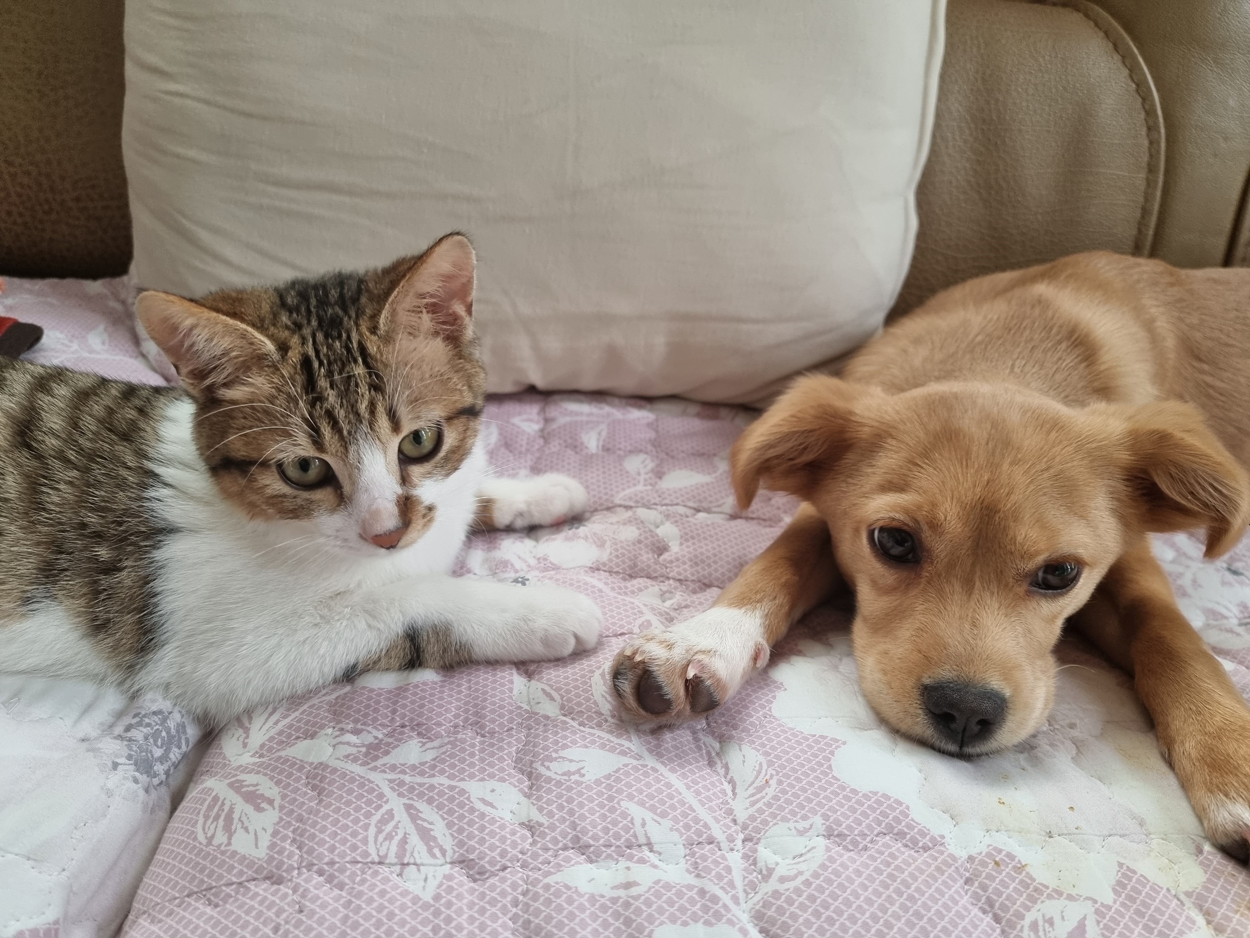 춘식이와 말이의 일상 