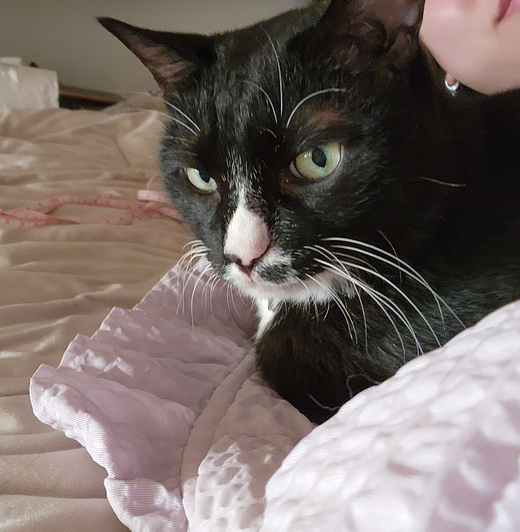 흰 양말 신은 버찌 임보 후기! (3개월)