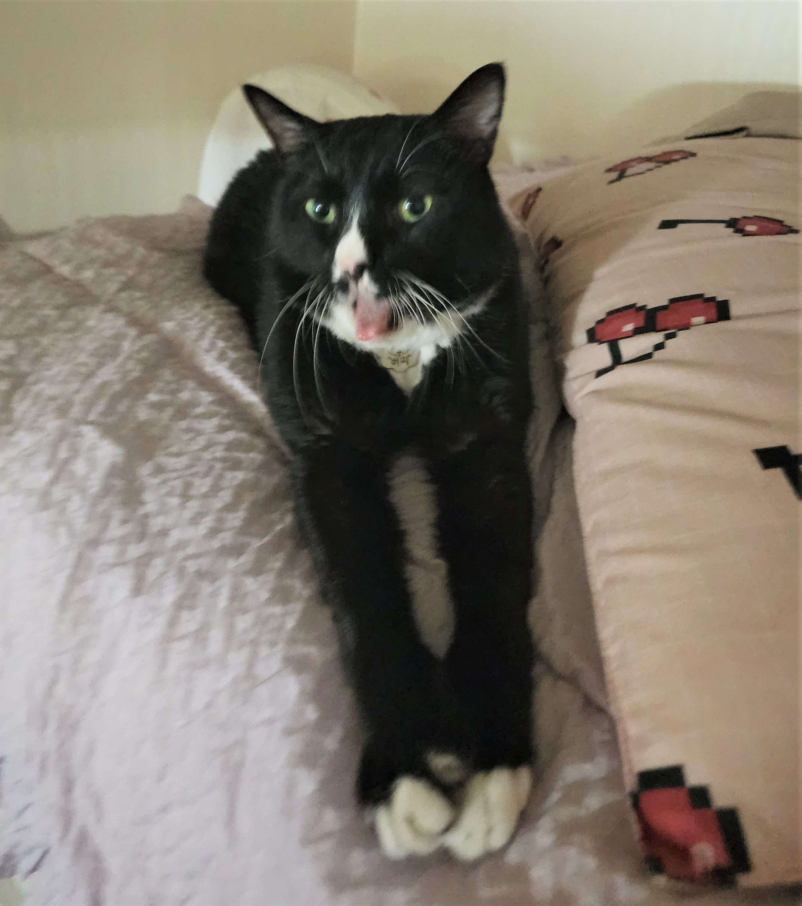 흰 양말 신은 버찌 임보 후기! (3개월)