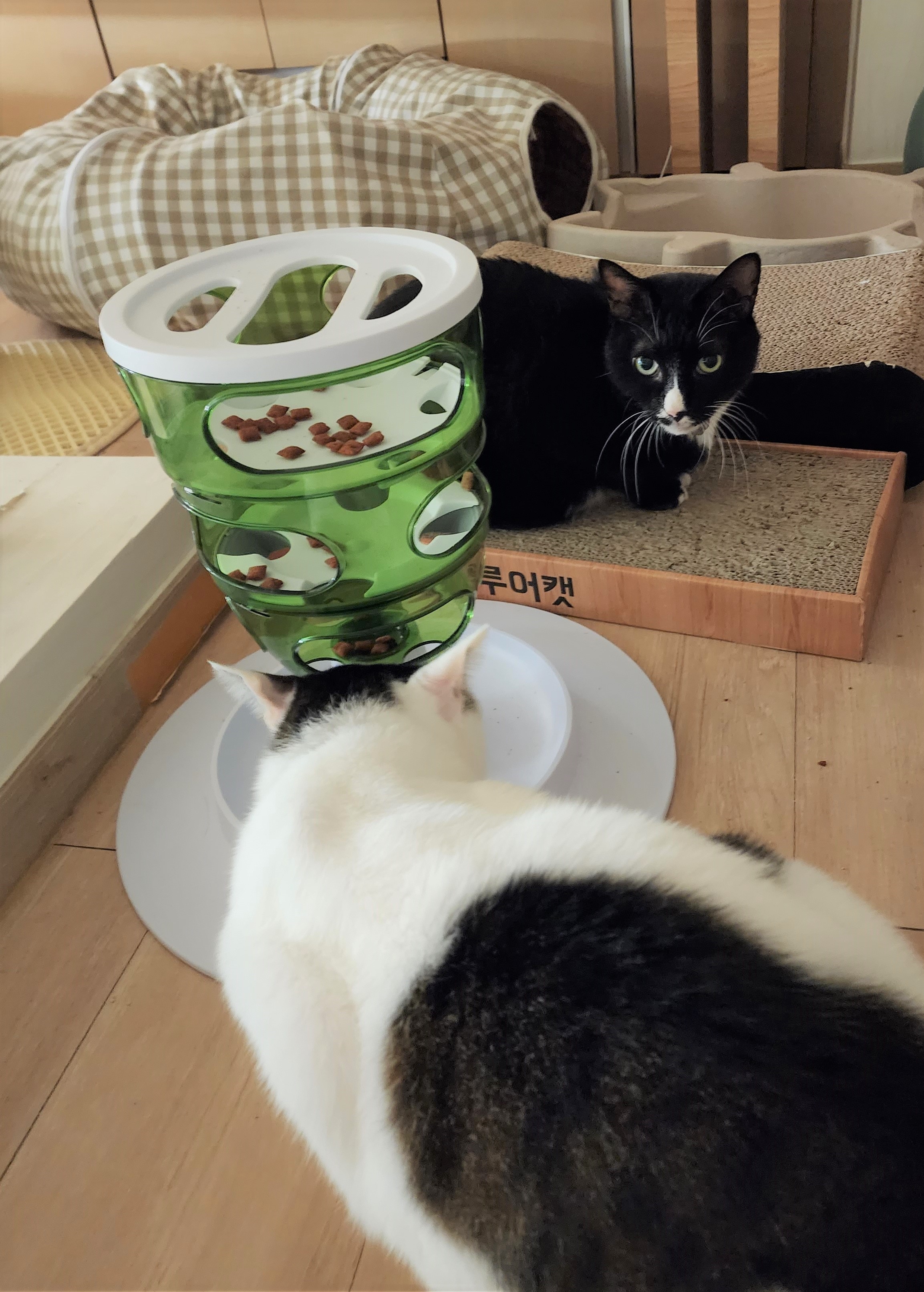 흰 양말 신은 버찌 임보 후기! (3개월)