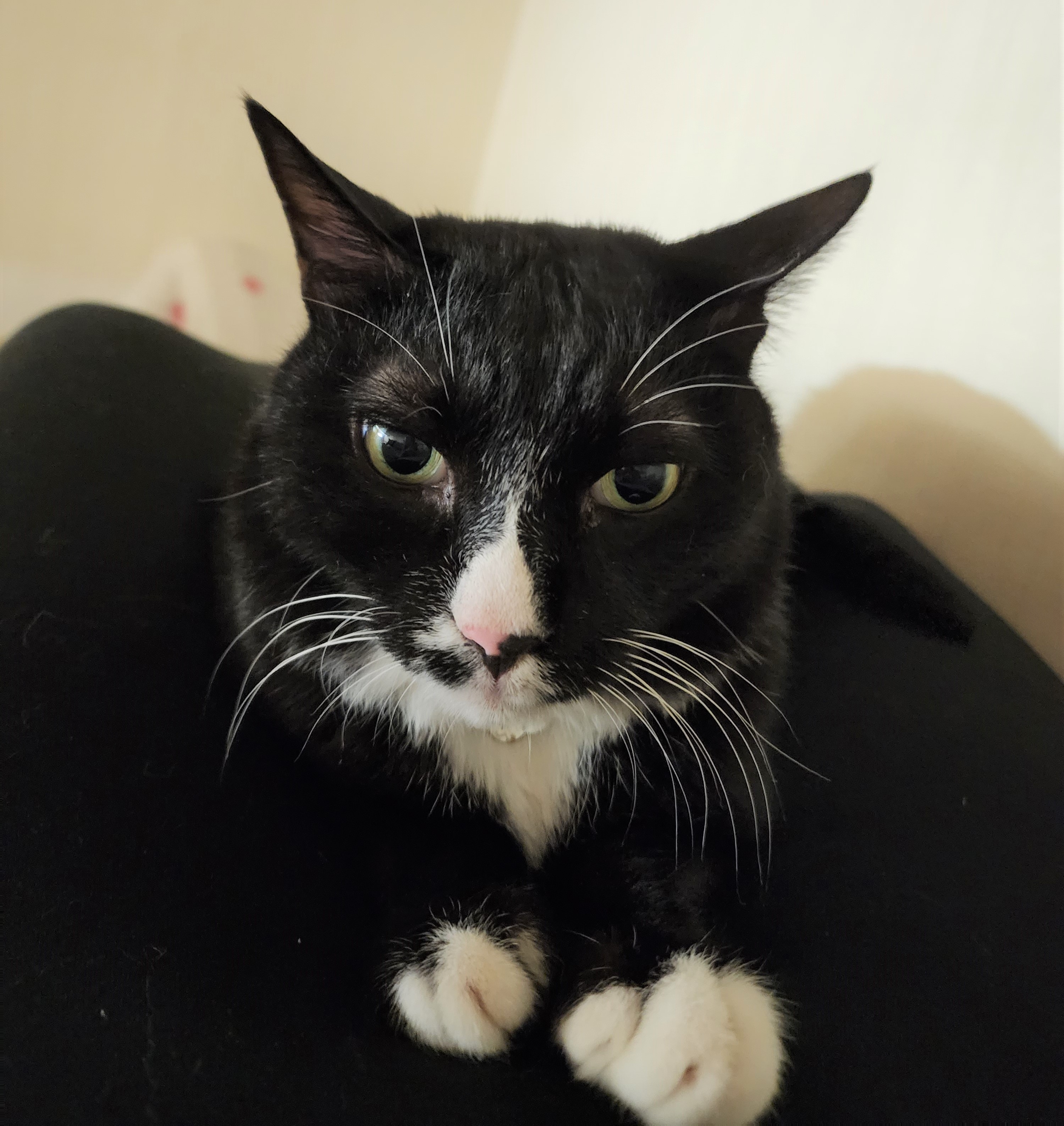 흰 양말 신은 버찌 임보 후기! (3개월)