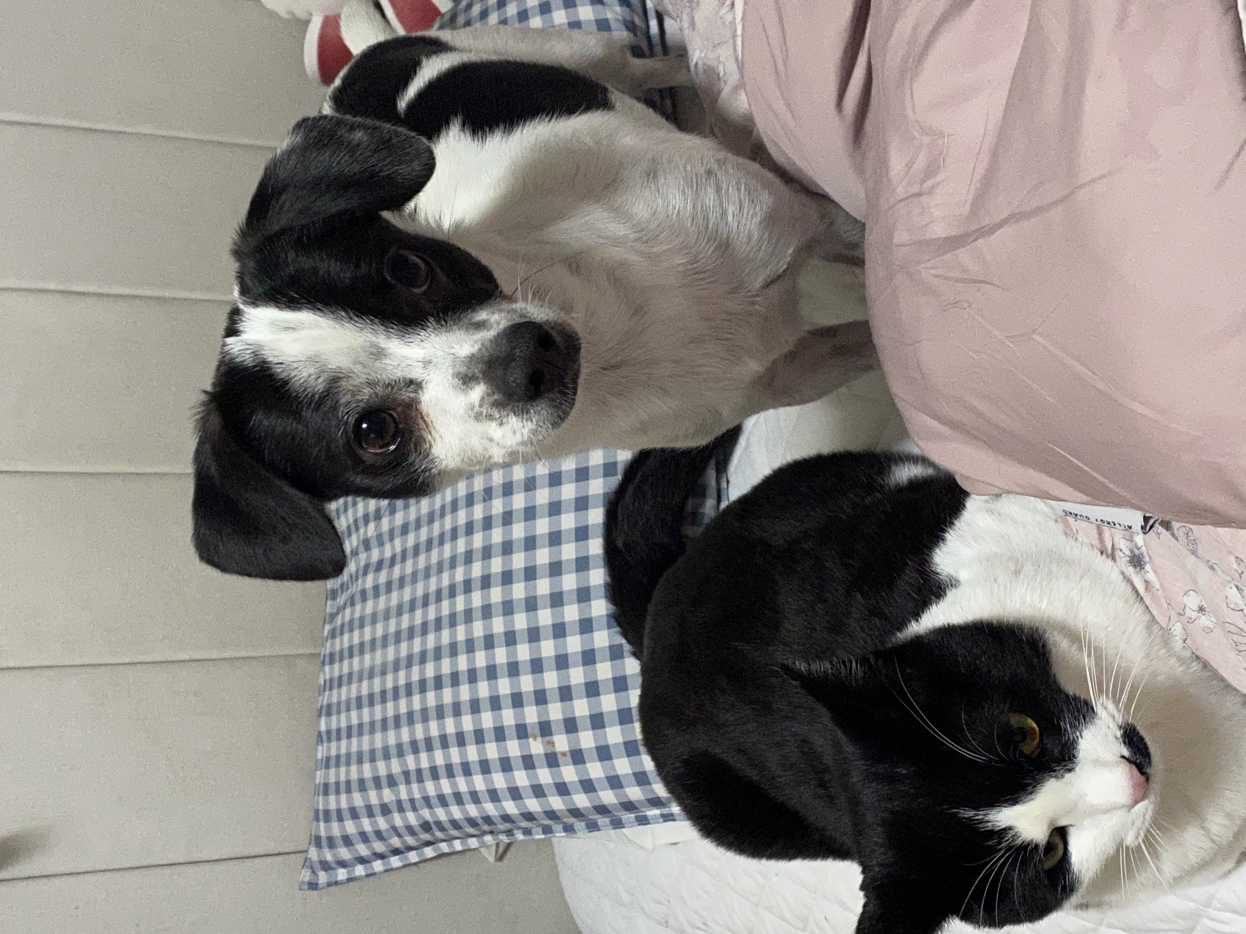 아키(하얀이)가 온지 1년이 됐어요!