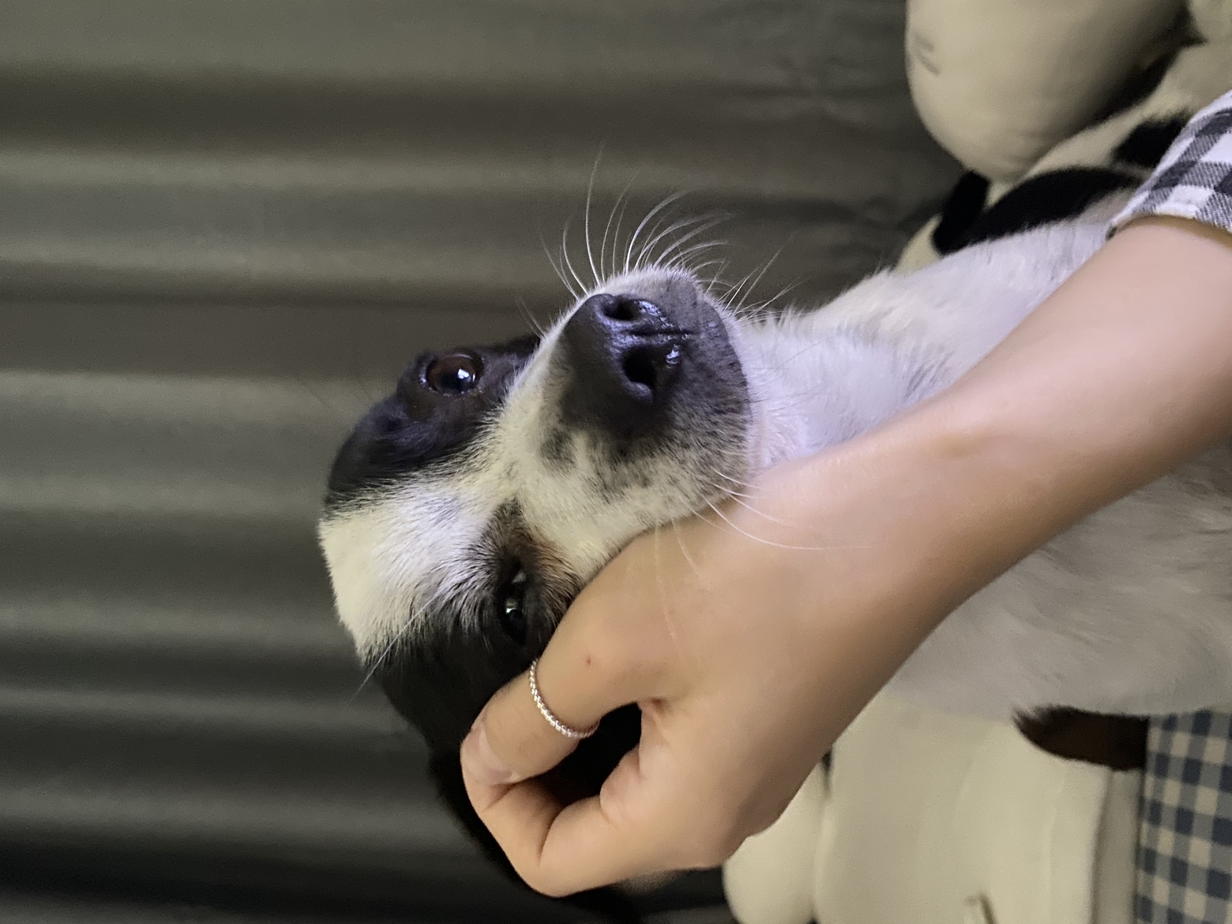 아키(하얀이)가 온지 1년이 됐어요!