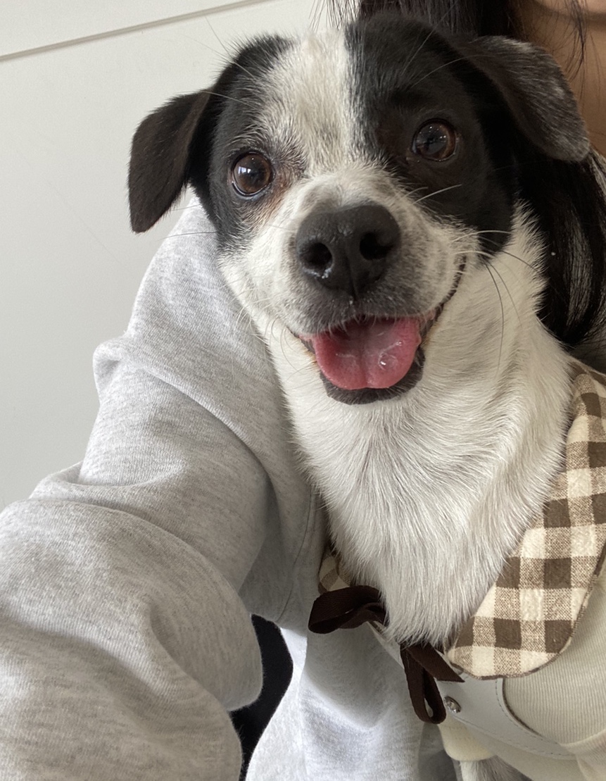 아키(하얀이)가 온지 1년이 됐어요!