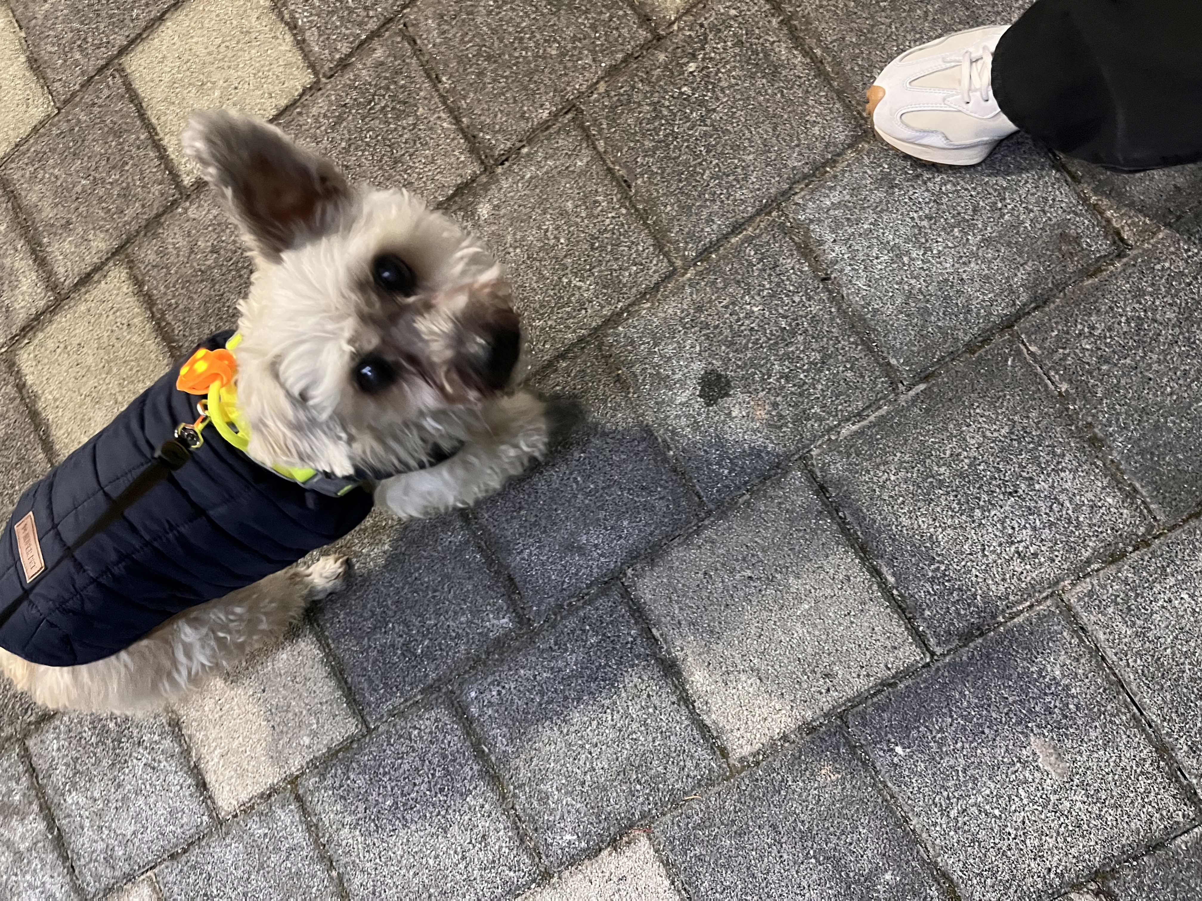 바오 임시보호 후기 2 - 1개월차