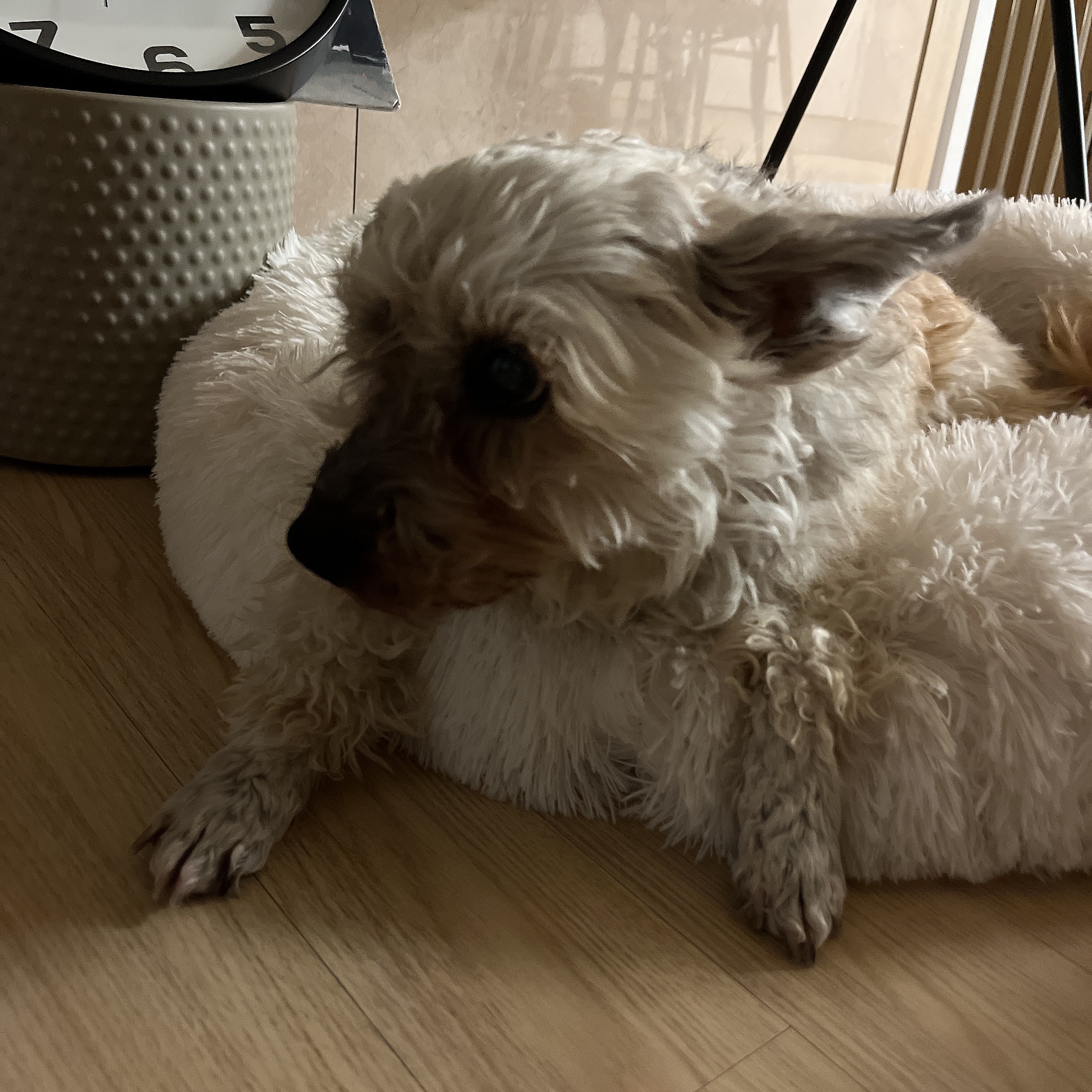 바오 임시보호 후기 2 - 1개월차