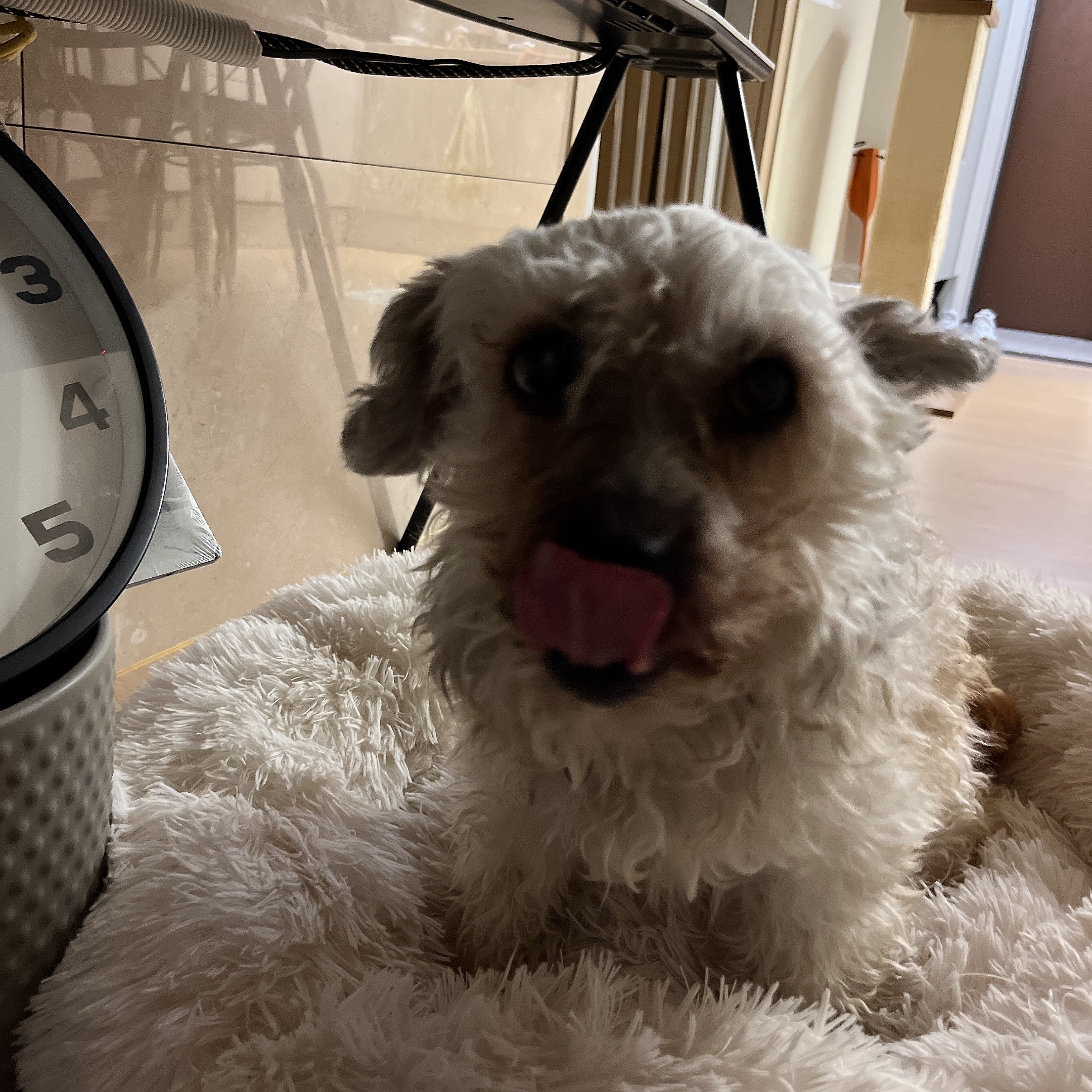 바오 임시보호 후기 2 - 1개월차