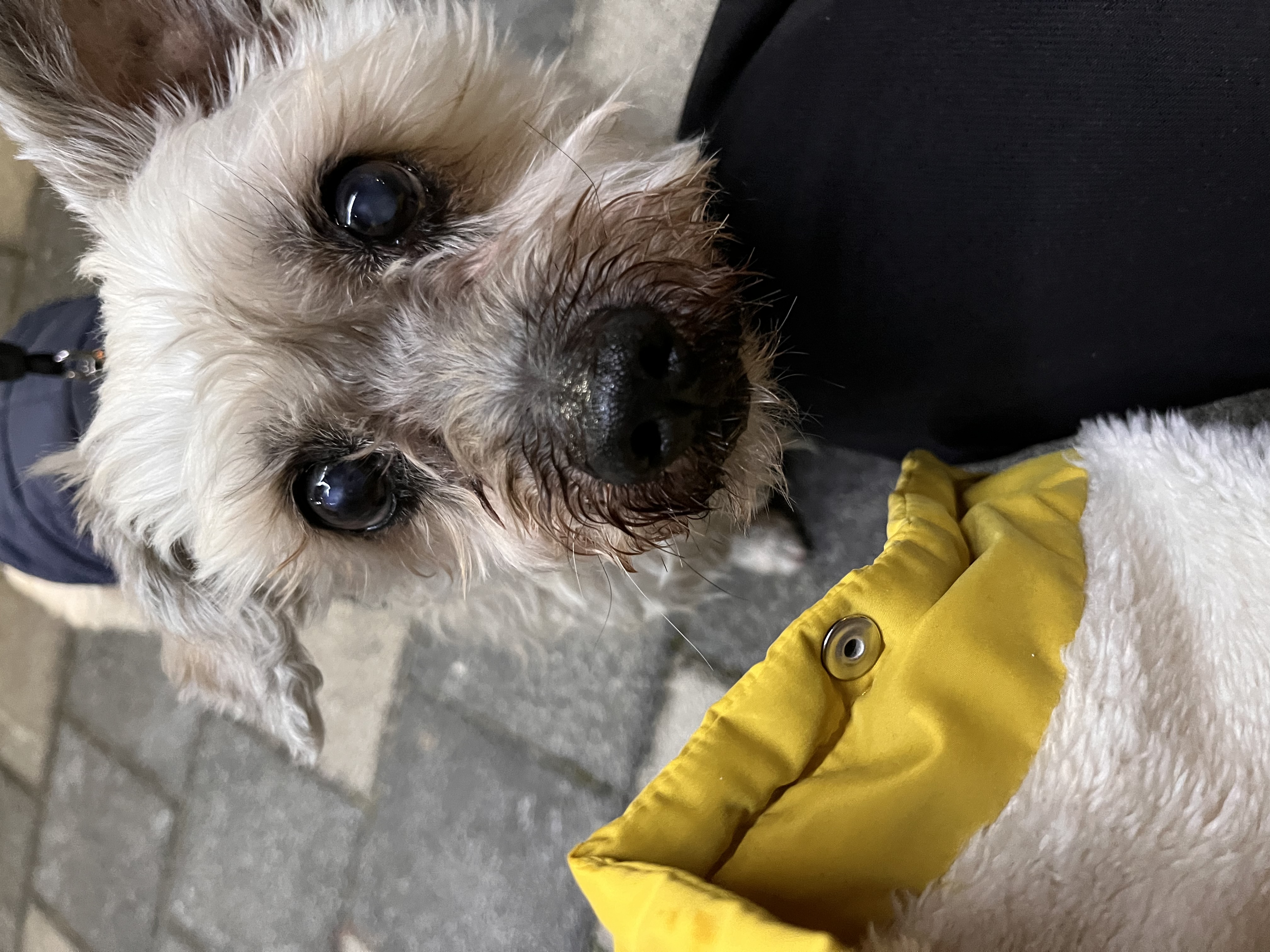 바오 임시보호 후기 2 - 1개월차