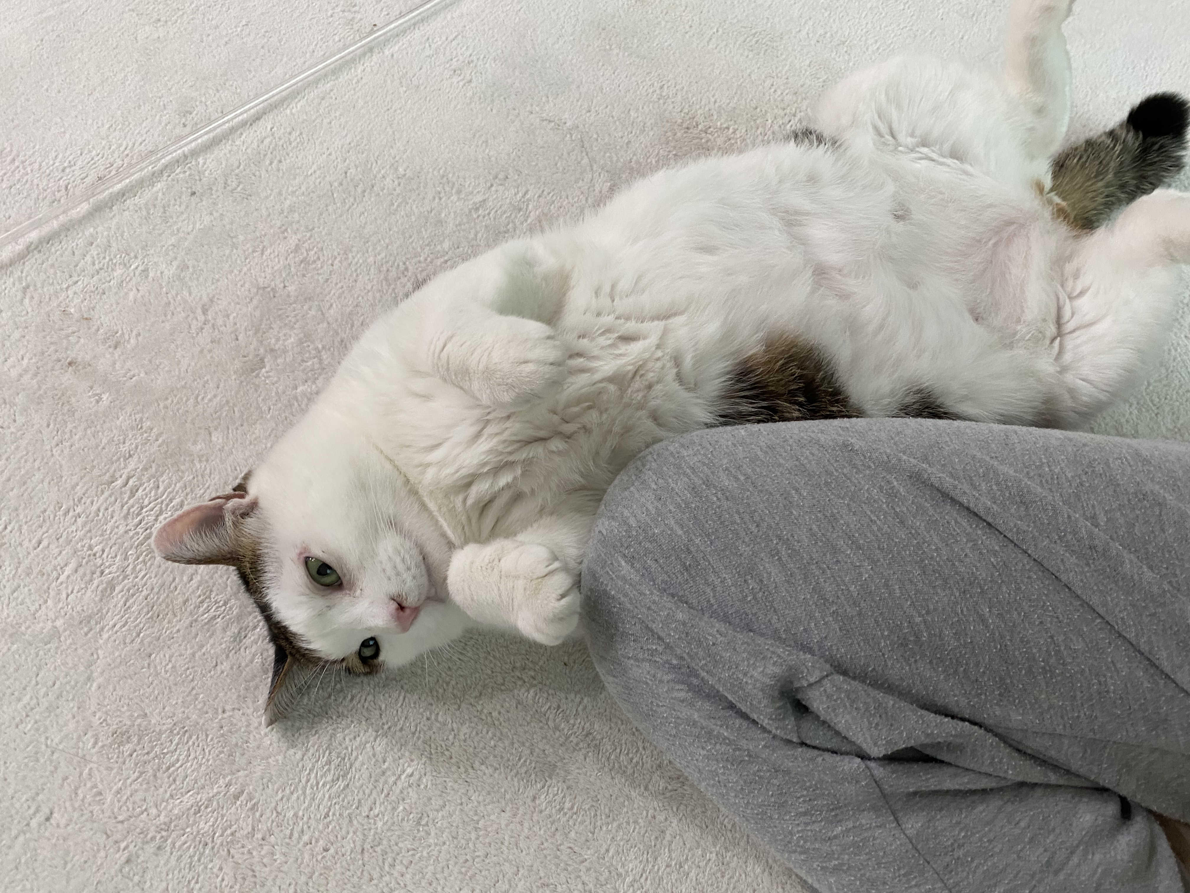 서창이의 입양일지3