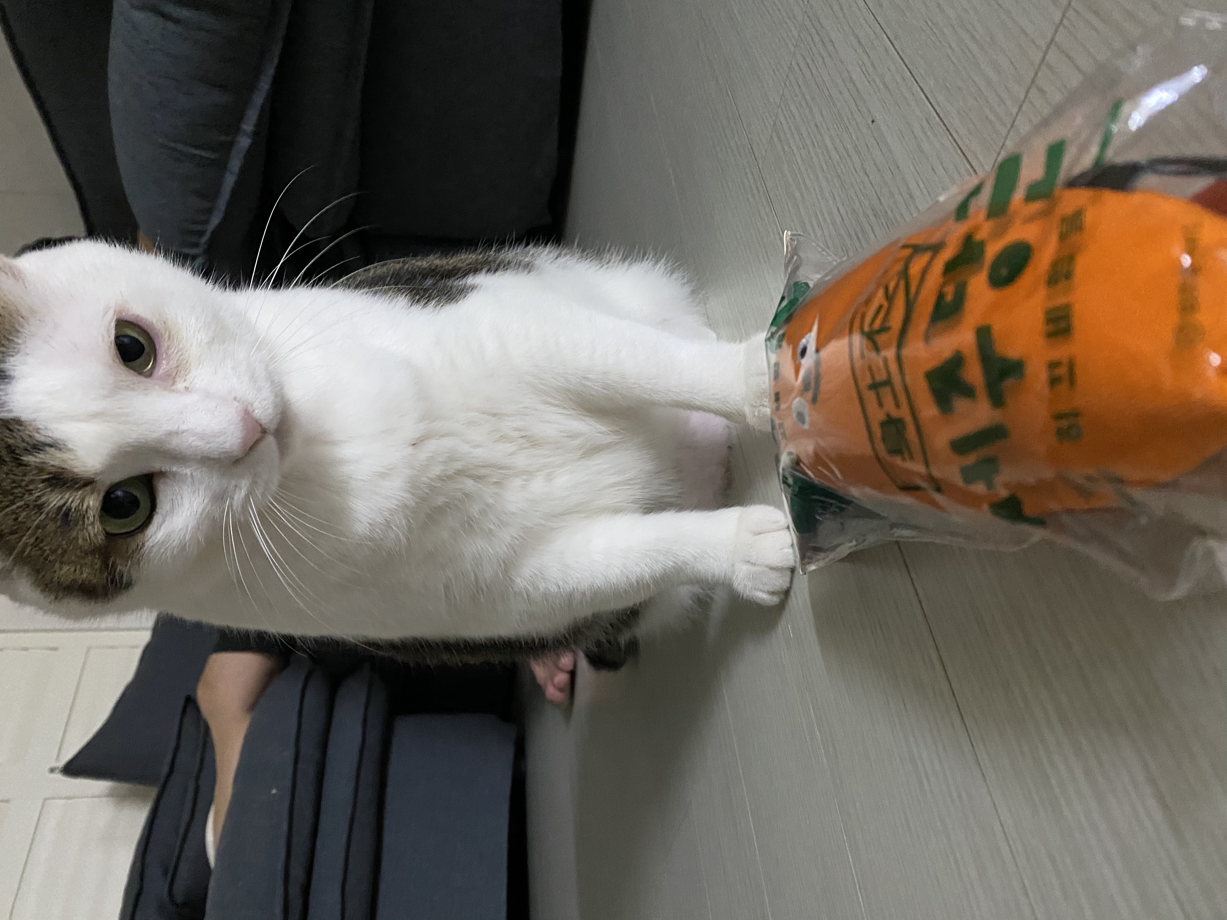 서창이의 입양일지3