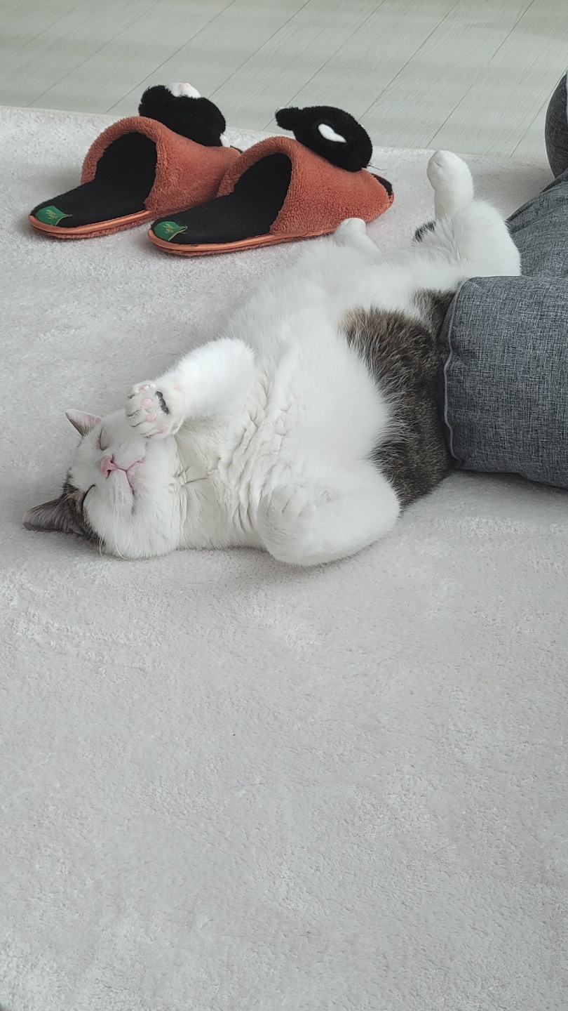 서창이의 입양일지3