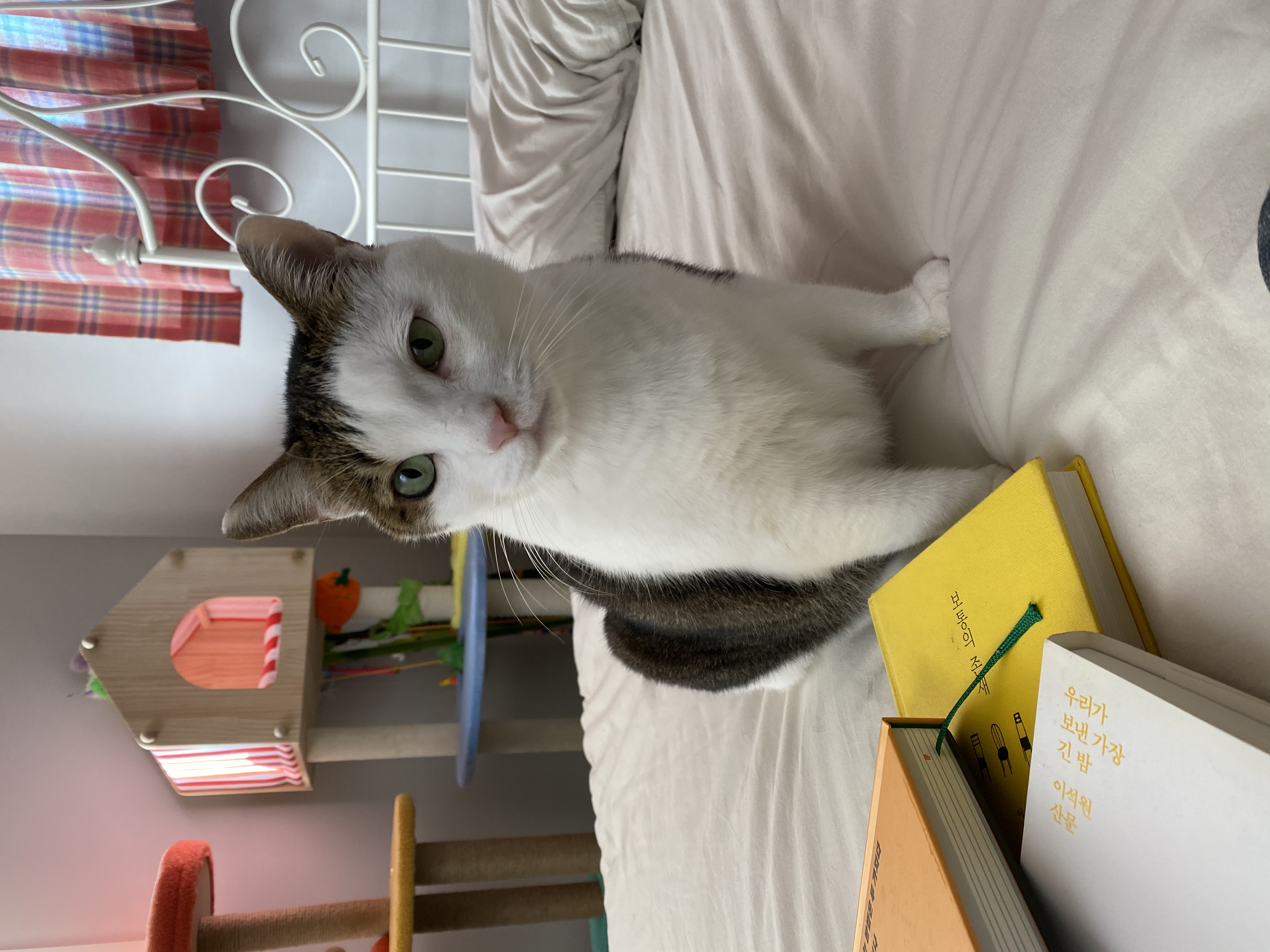 서창이의 입양일지3