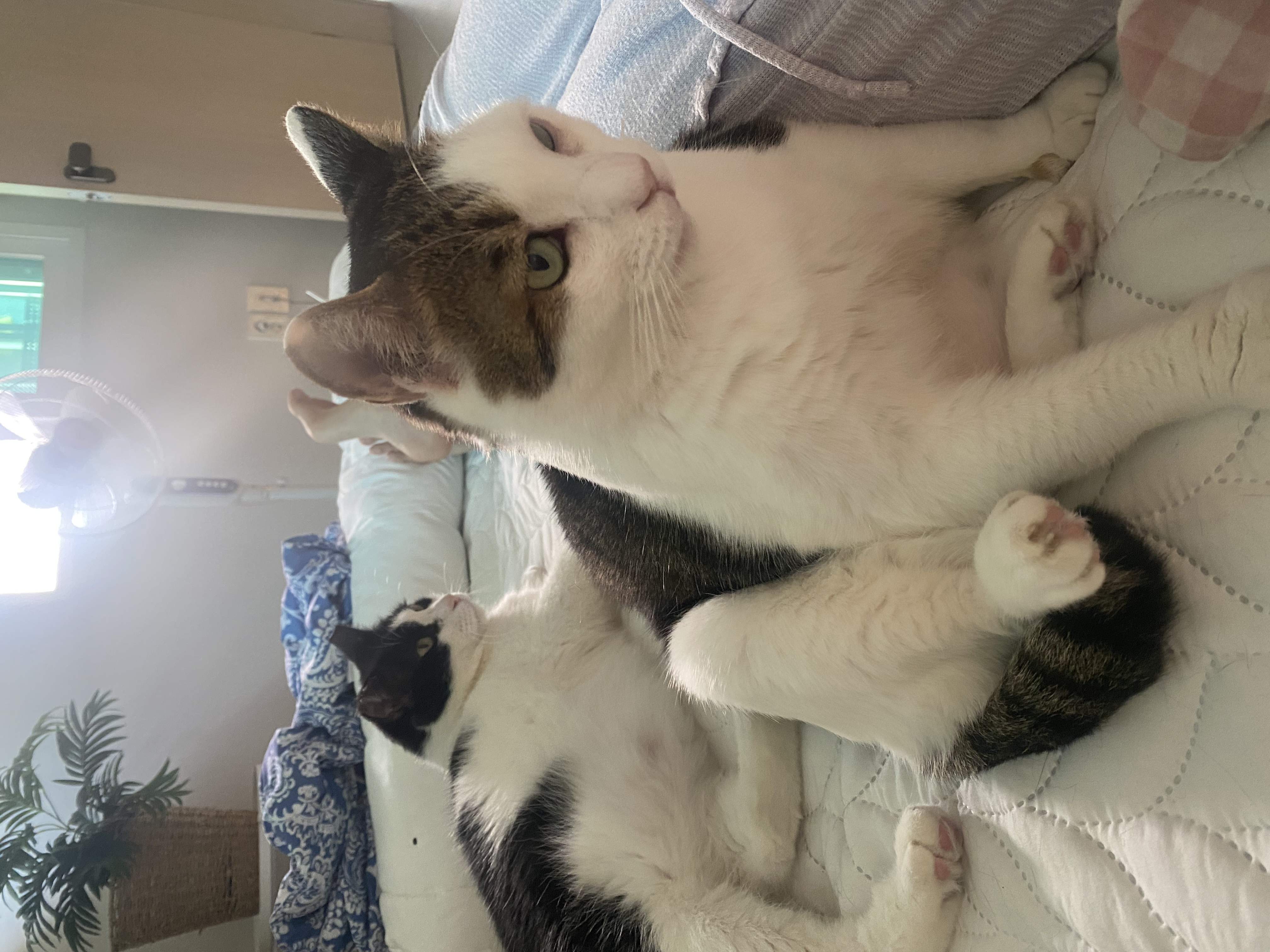 서창이의 입양일지3