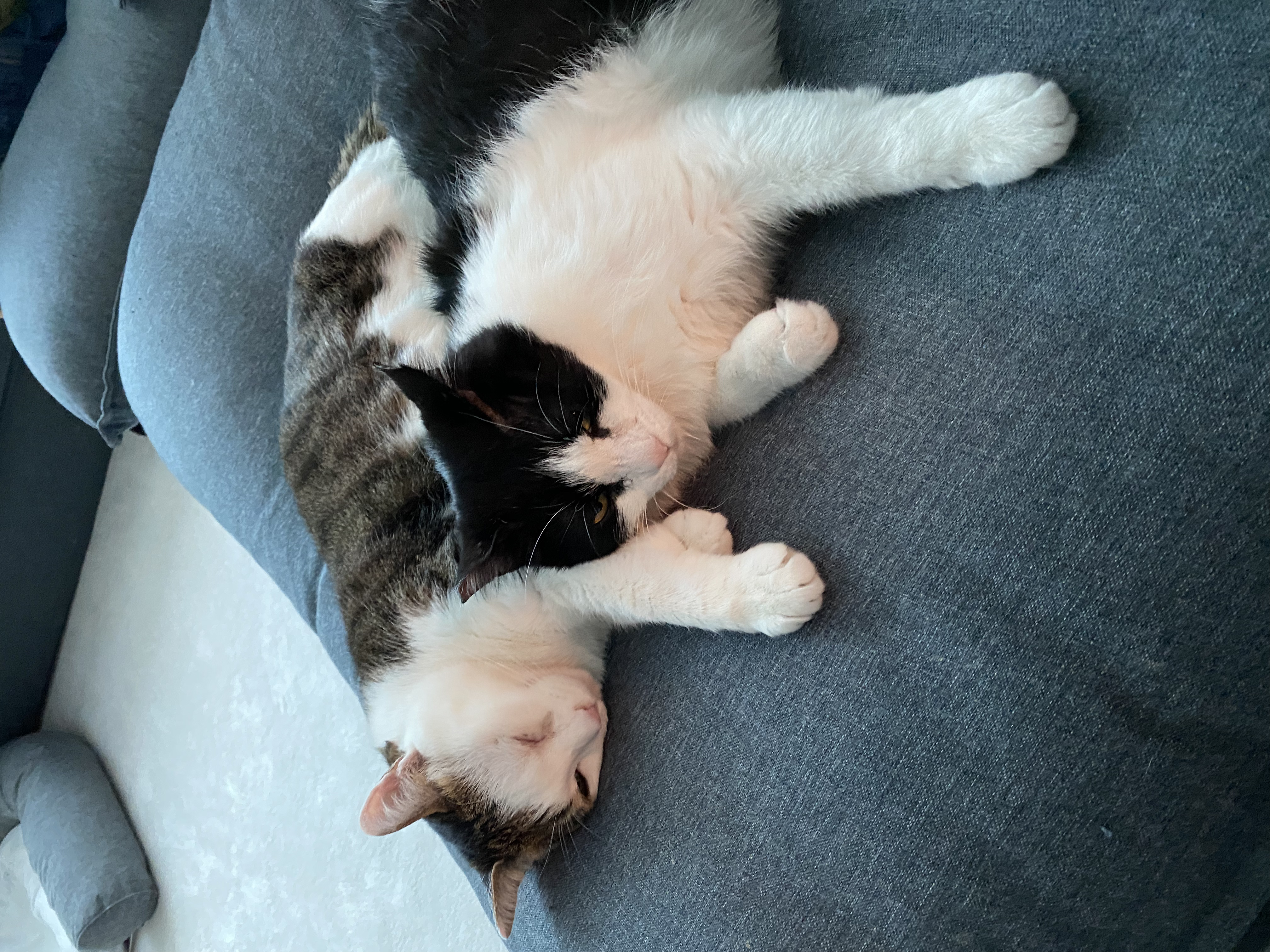 서창이의 입양일지3