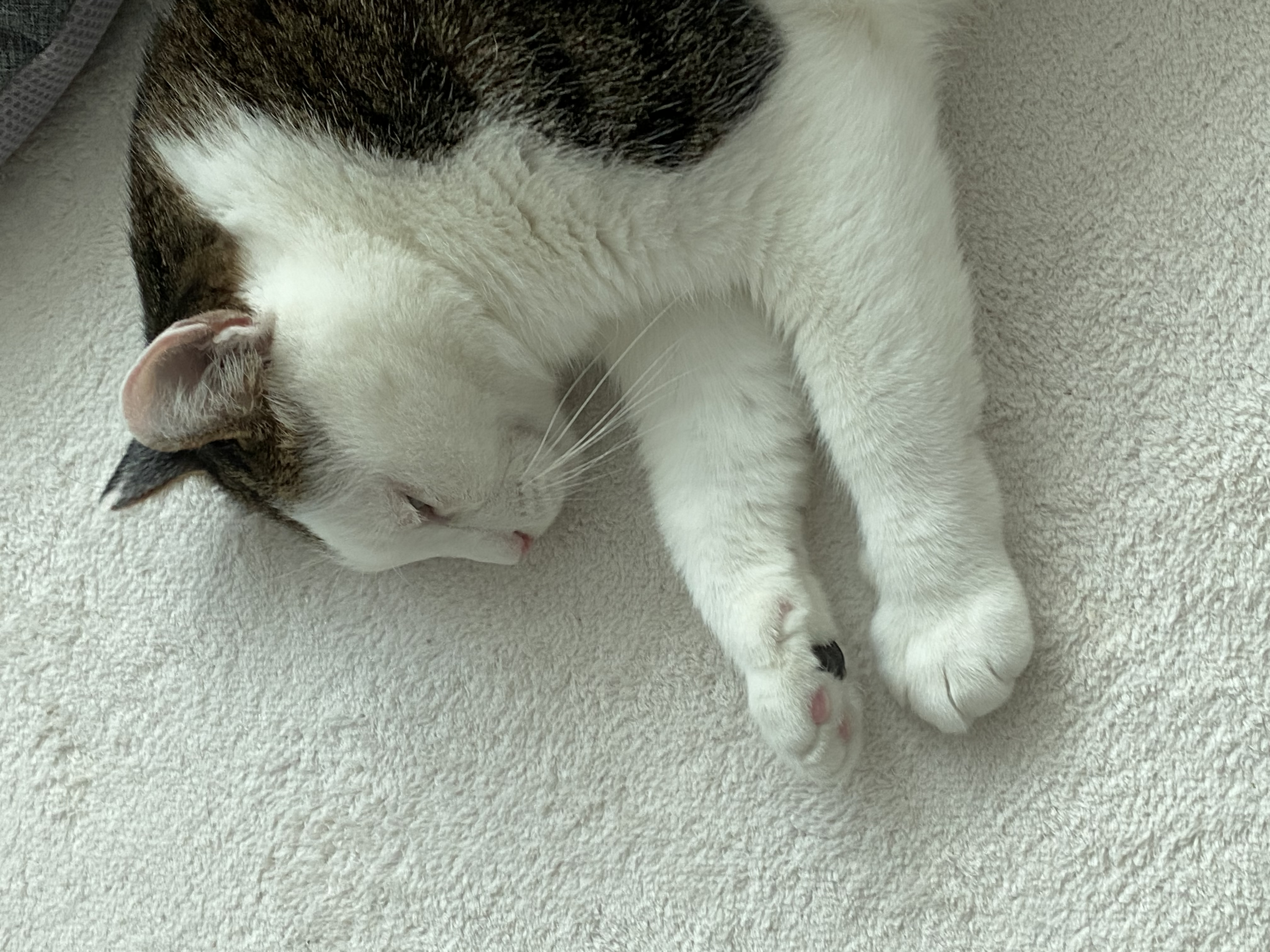 서창이의 입양일지3