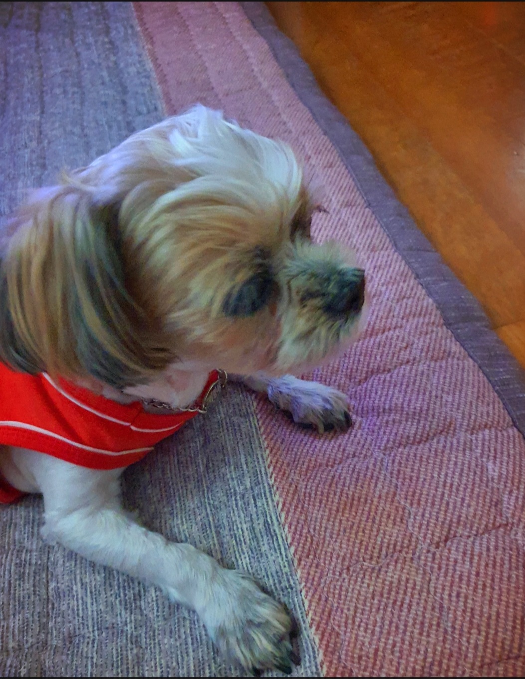 우리 강세 기억하시는 분 계시면, 강세 보러 오세요^0^