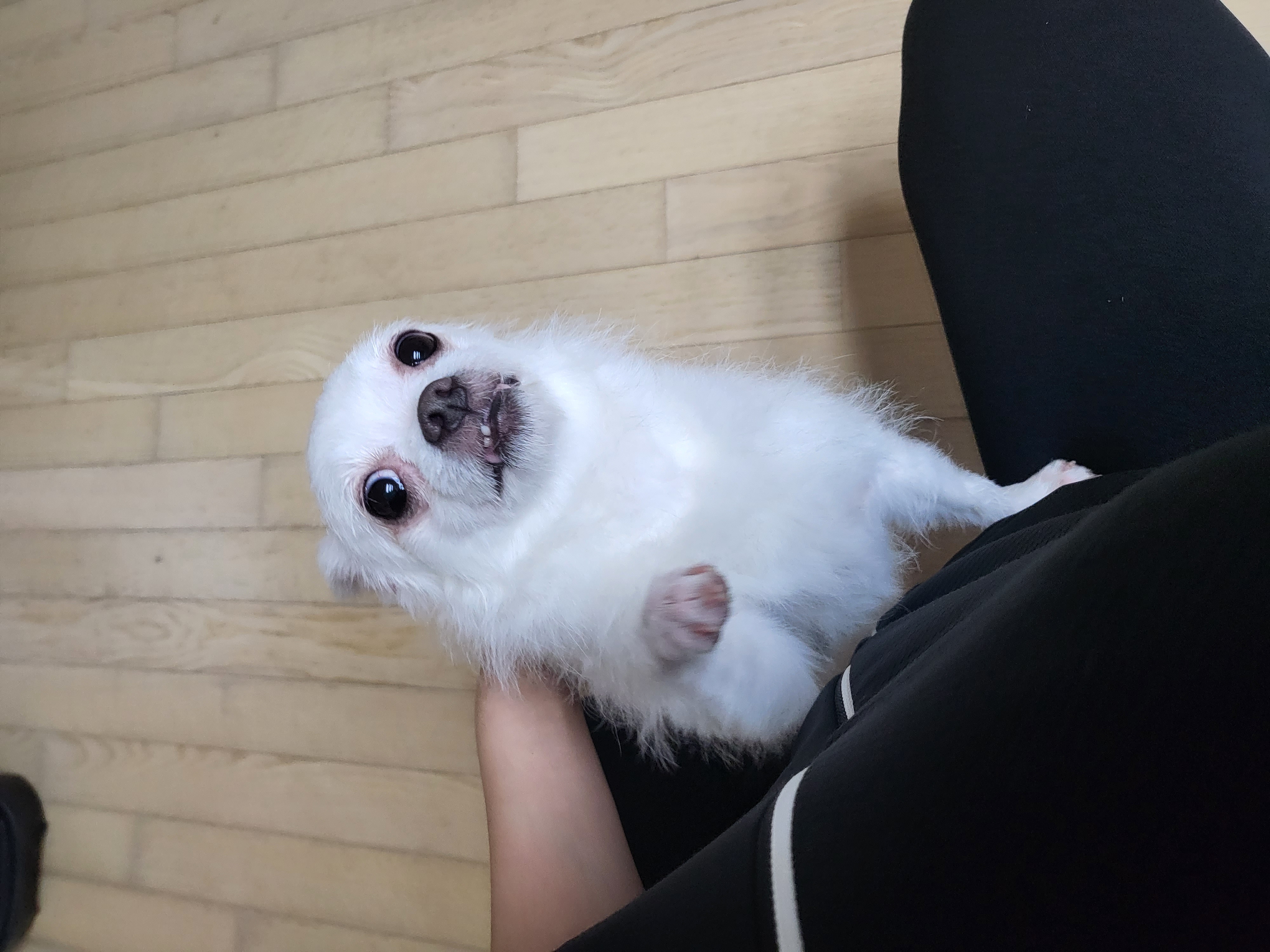 오투(현 설희) 임보 시작!!!!♡