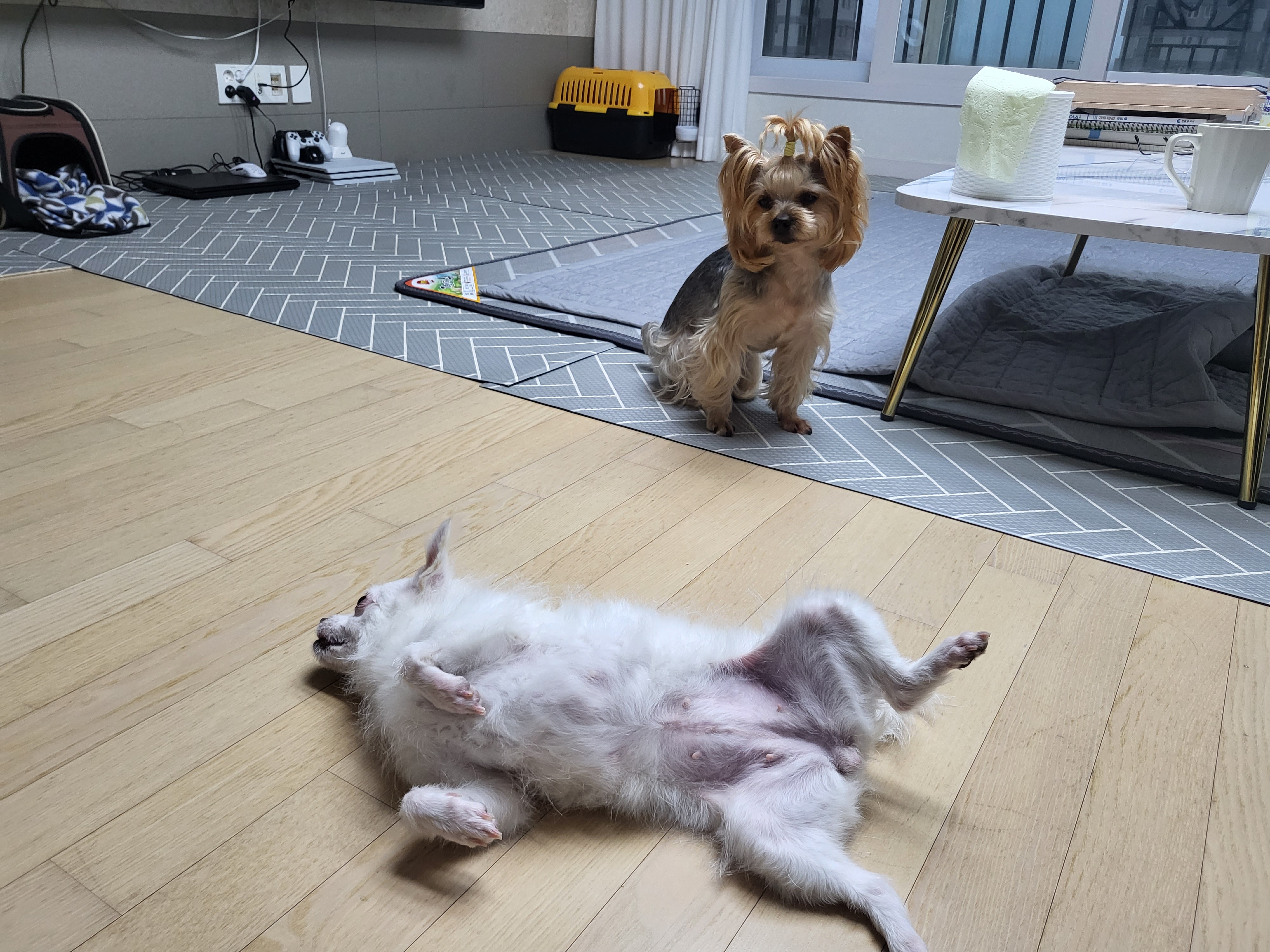 오투(현 설희) 임보 시작!!!!♡