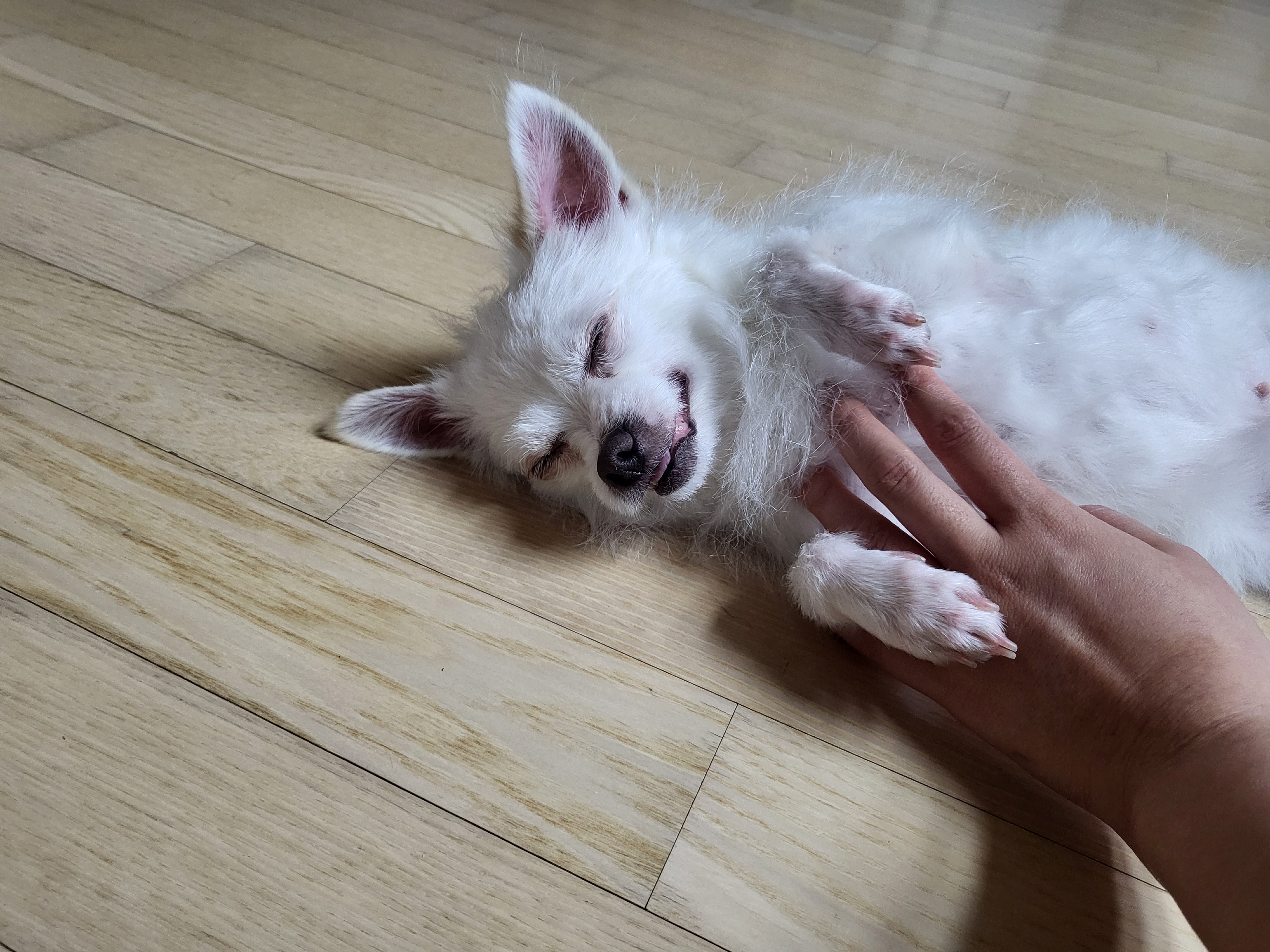 오투(현 설희) 임보 시작!!!!♡