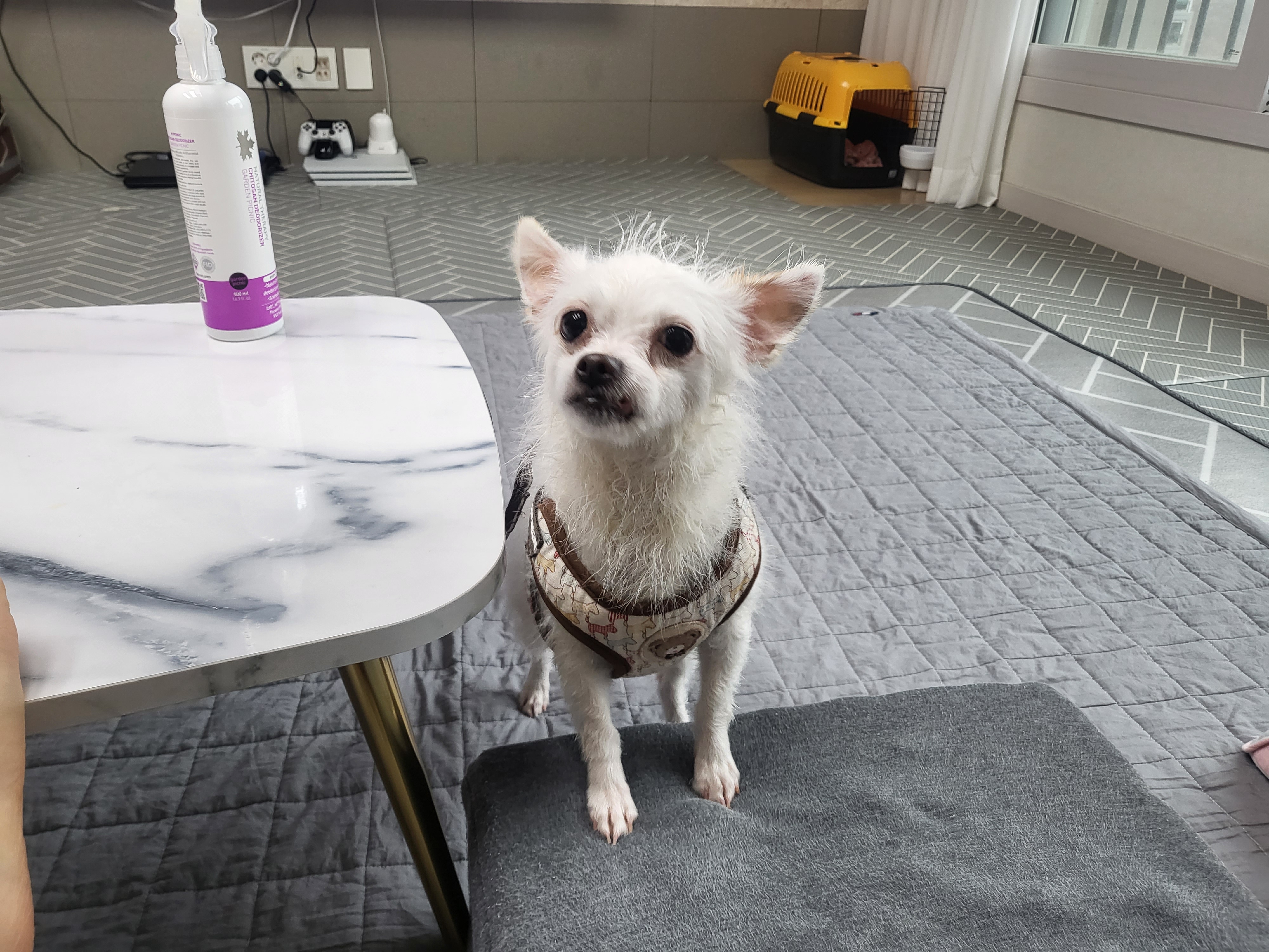 오투(현 설희) 임보 시작!!!!♡