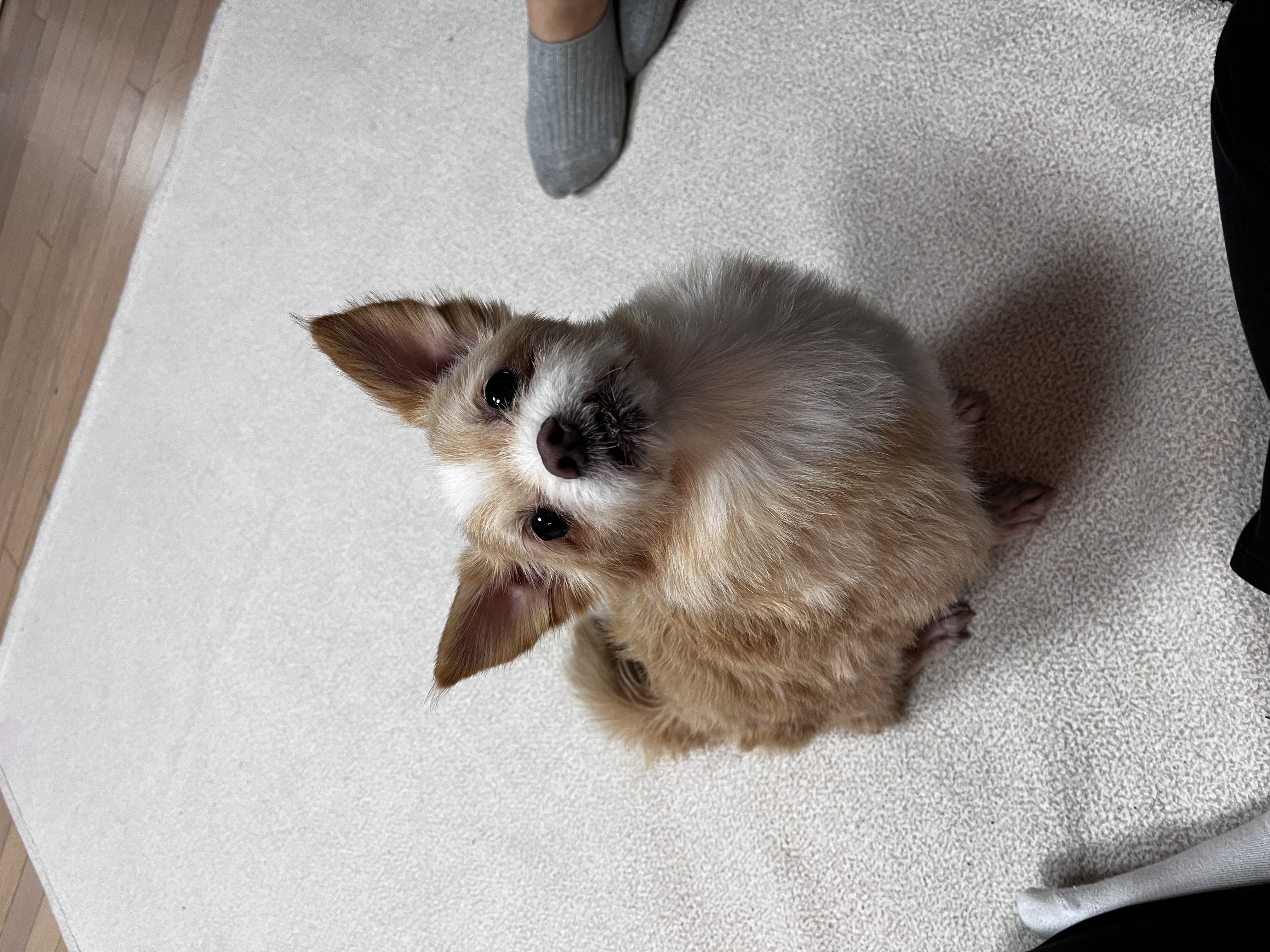 포나 입양 후기입니다! (일주일)