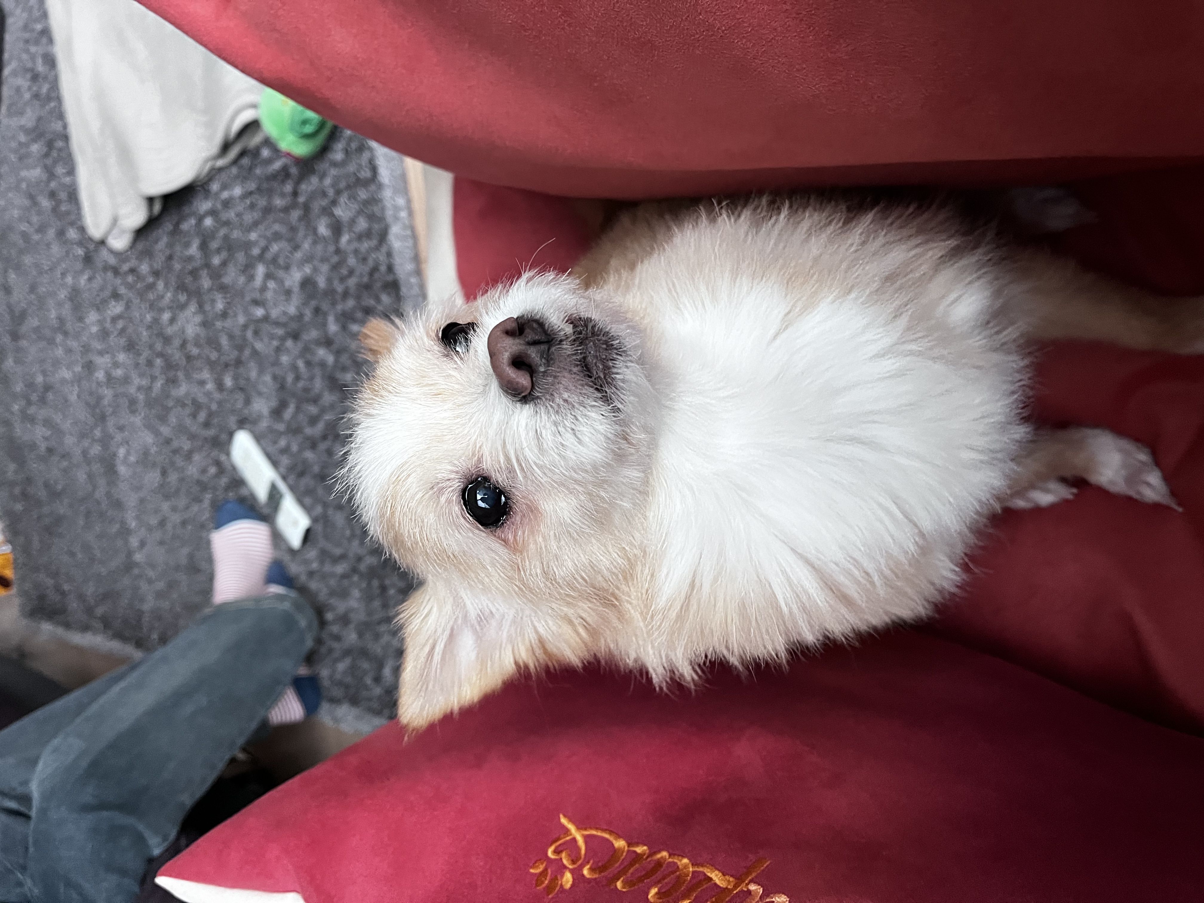 포나 입양 후기입니다! (일주일)