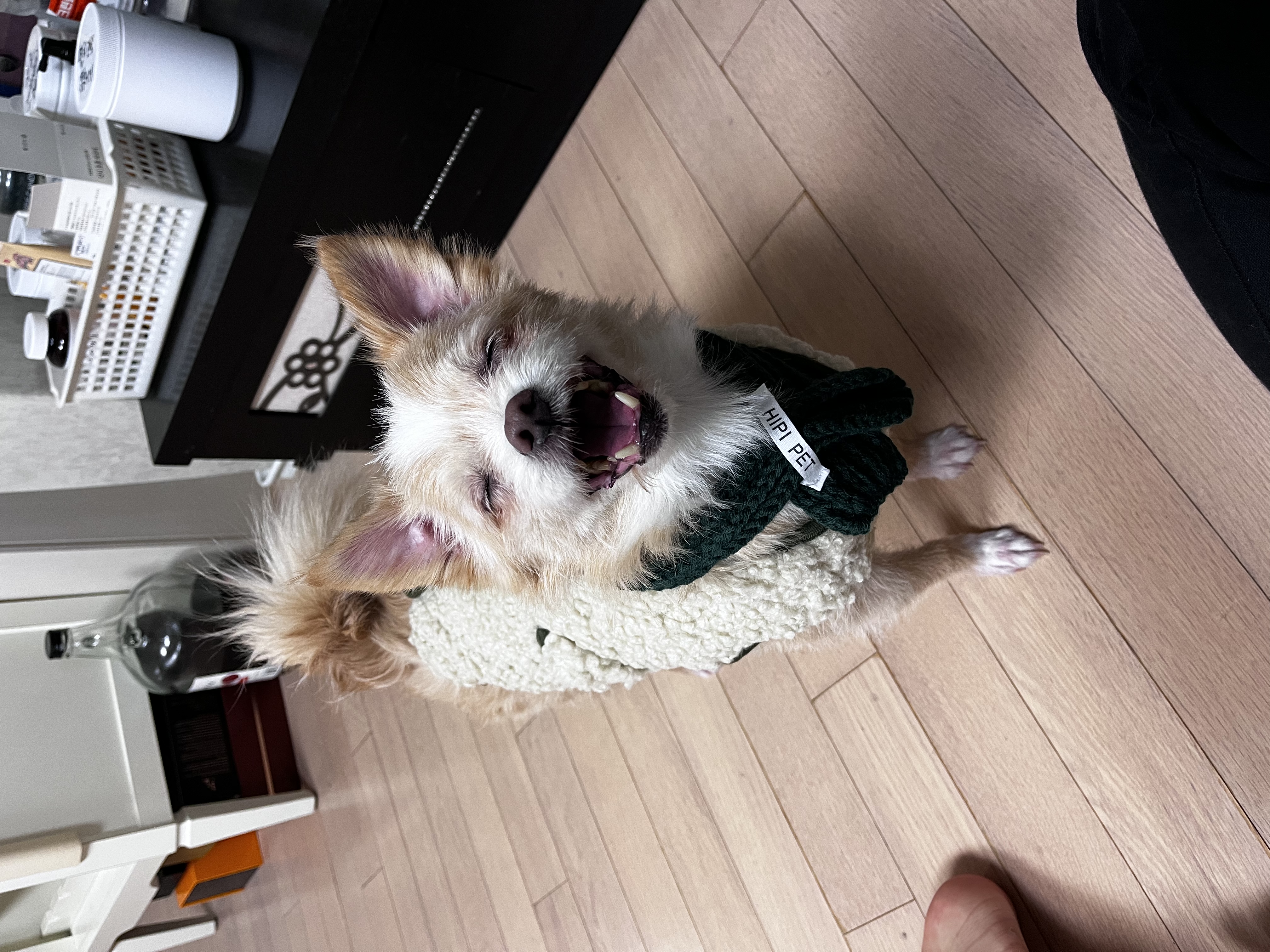 포나 입양 후기입니다! (일주일)