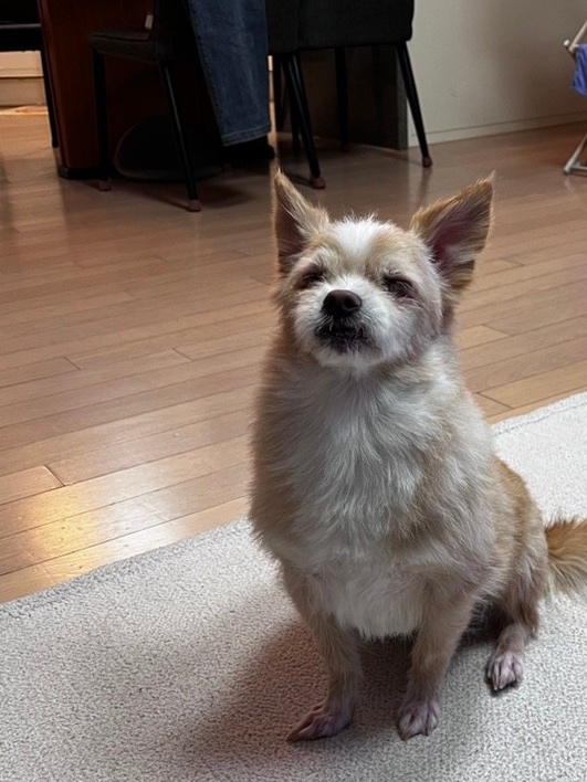 포나 입양 후기입니다! (일주일)