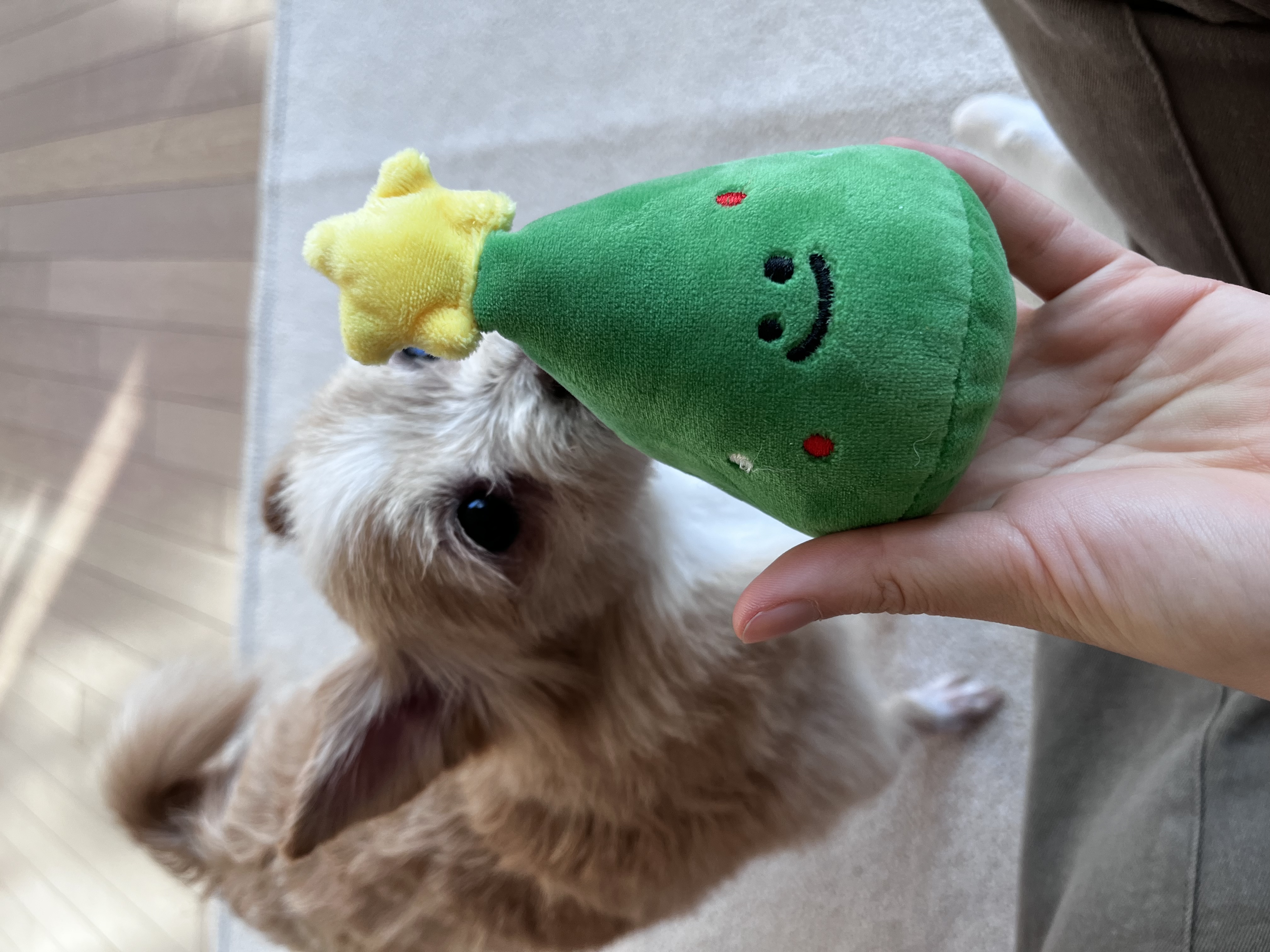 포나 입양 후기입니다! (일주일)