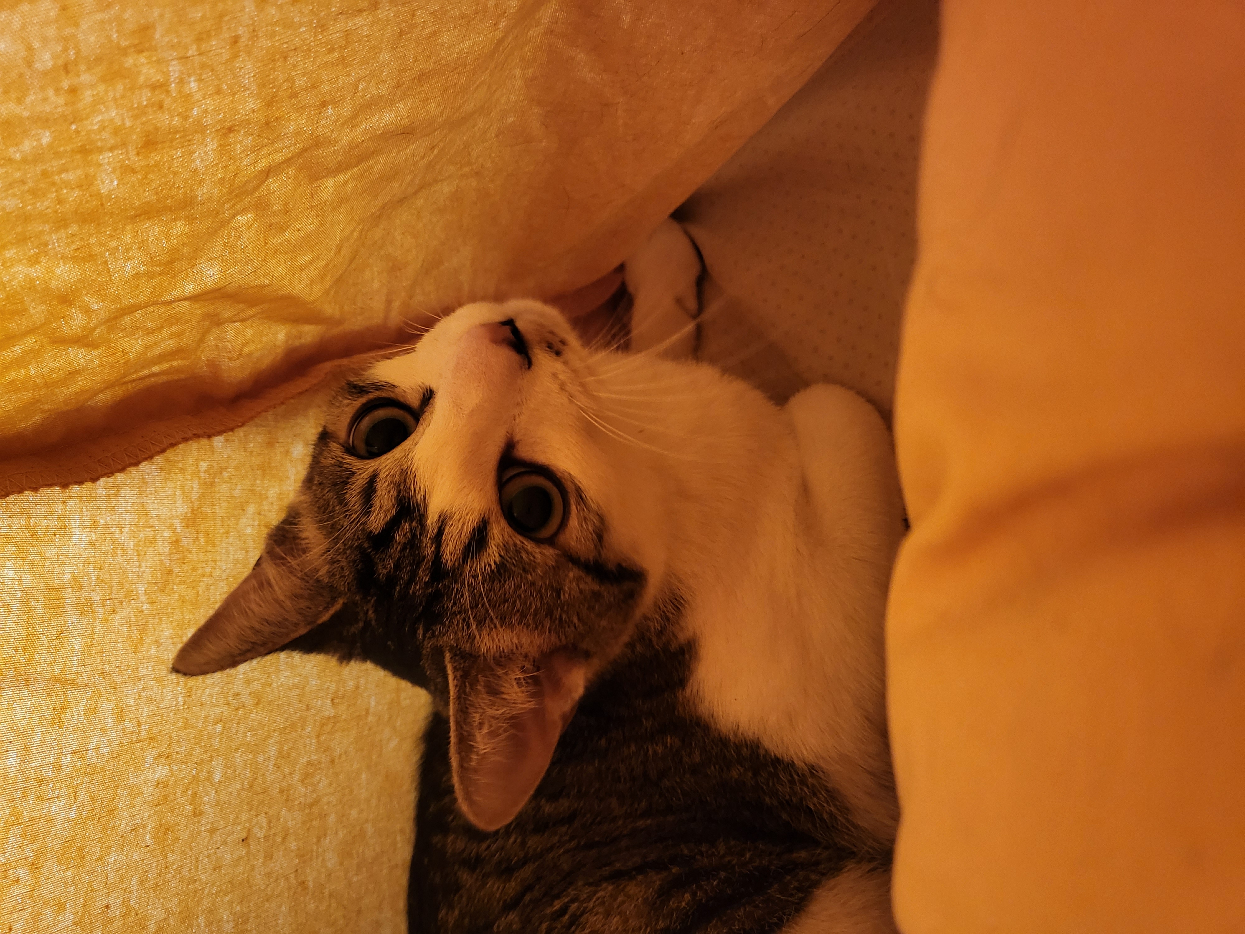 해성이에서 탄이로