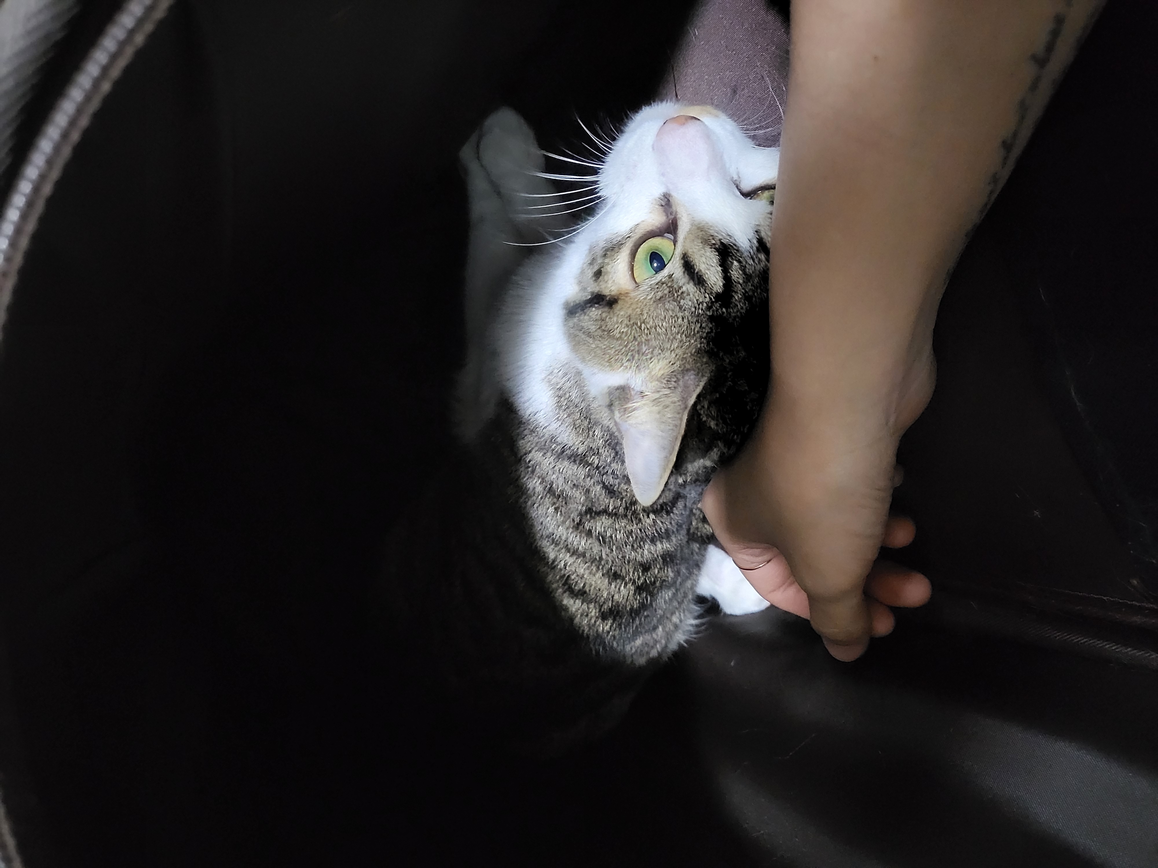 해성이에서 탄이로