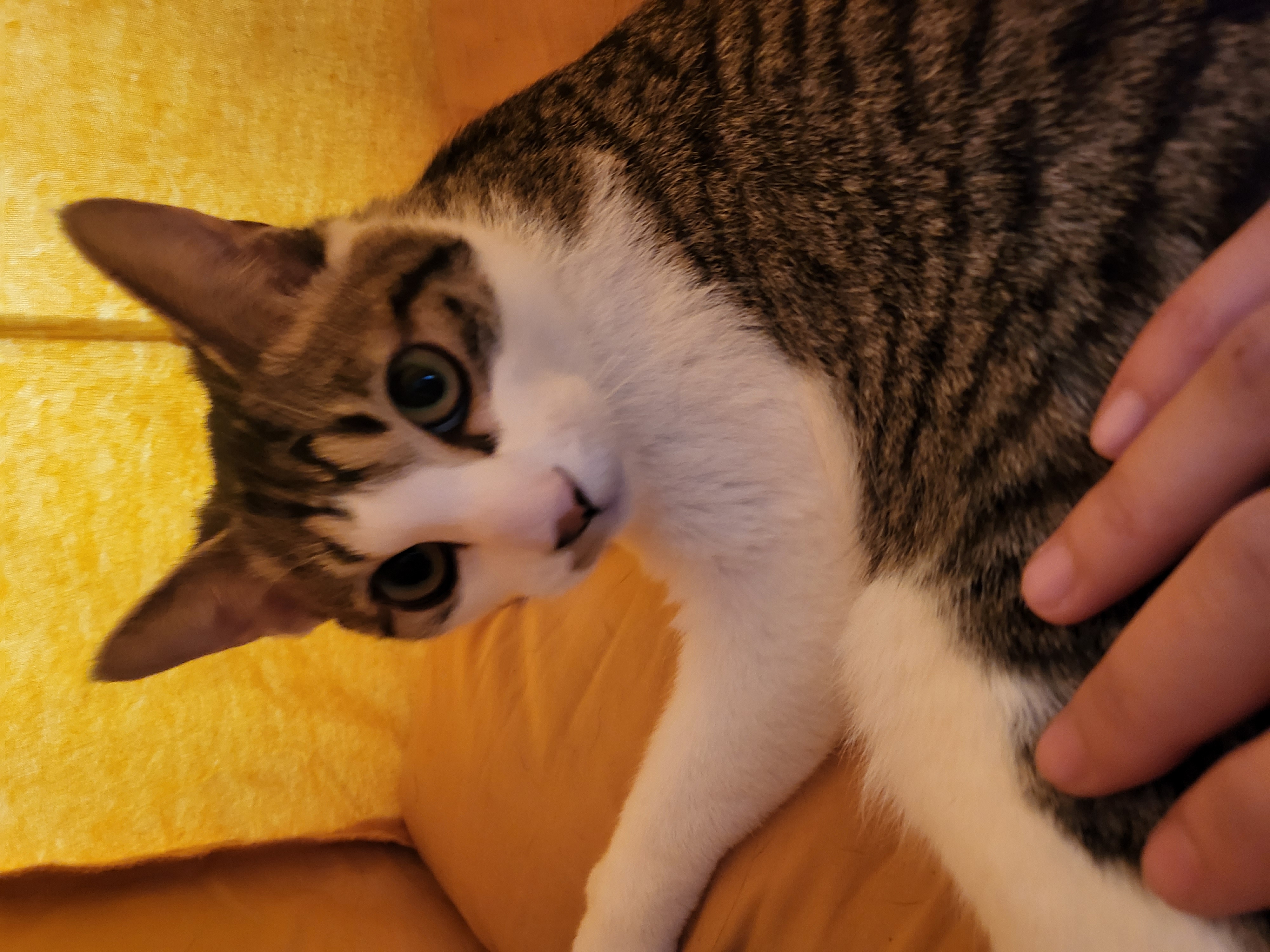 해성이에서 탄이로