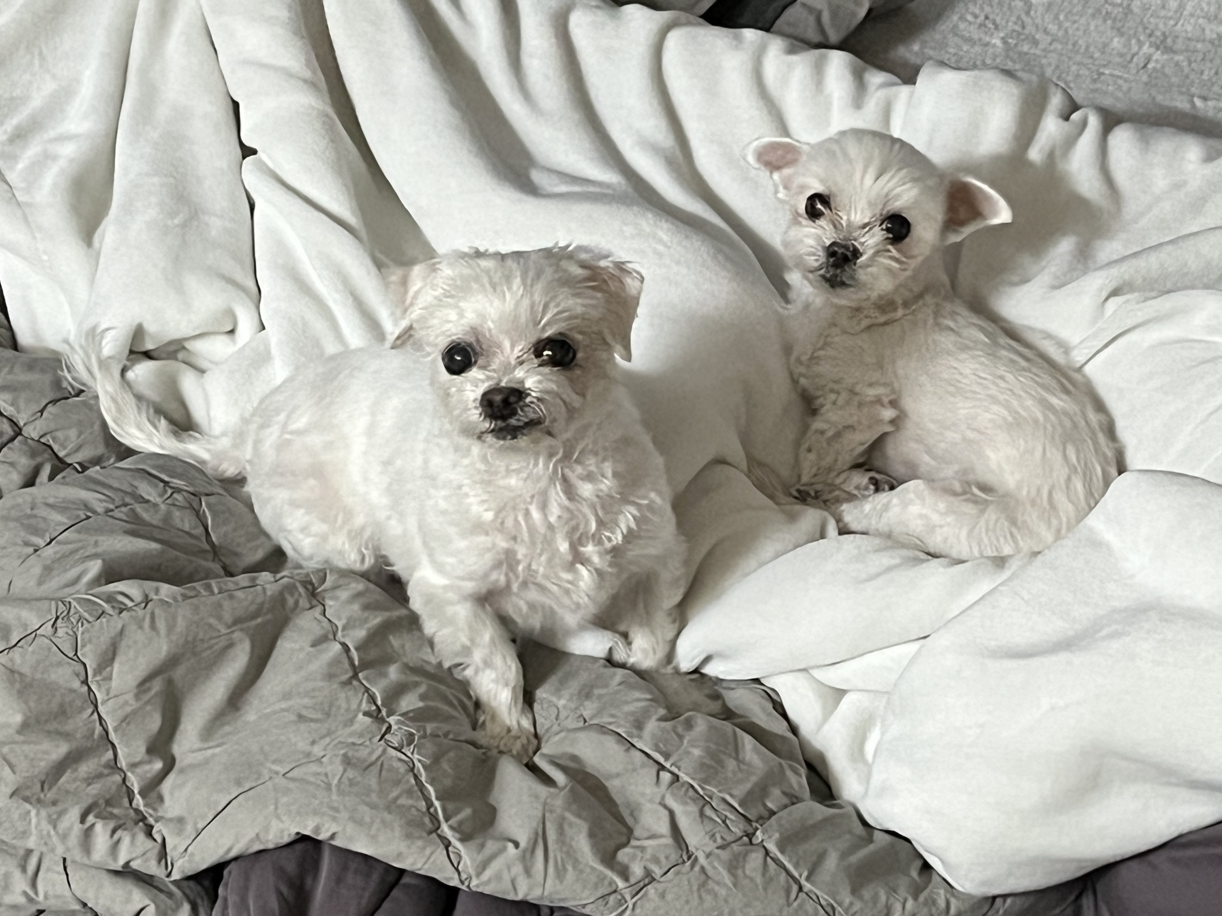 구 둘리 현 둥실 입양 후기입니다!