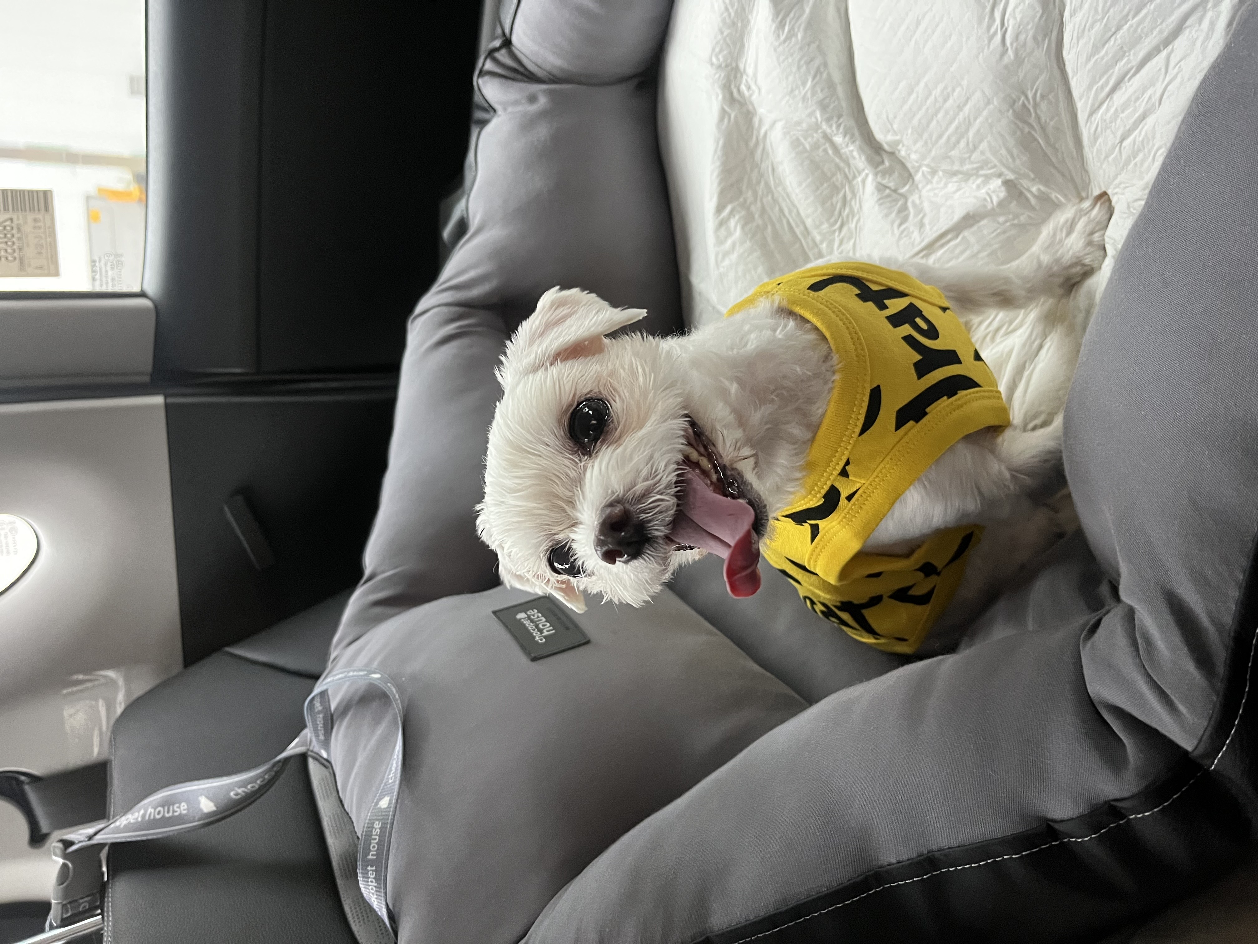 구 둘리 현 둥실 입양 후기입니다!