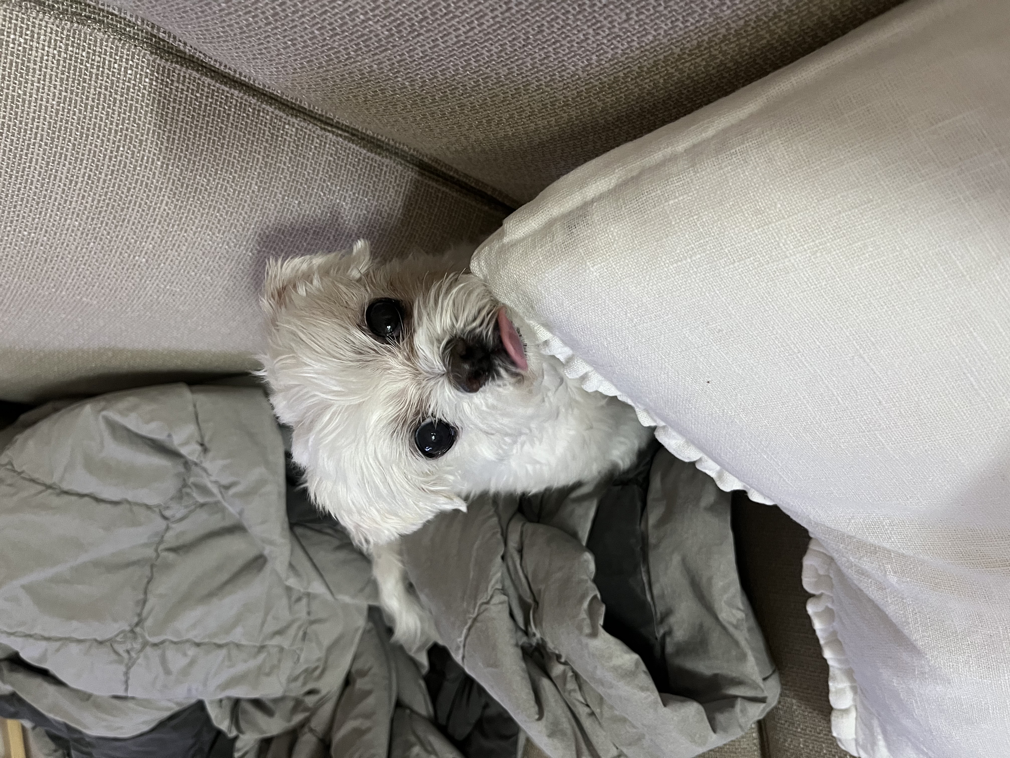 구 둘리 현 둥실 입양 후기입니다!