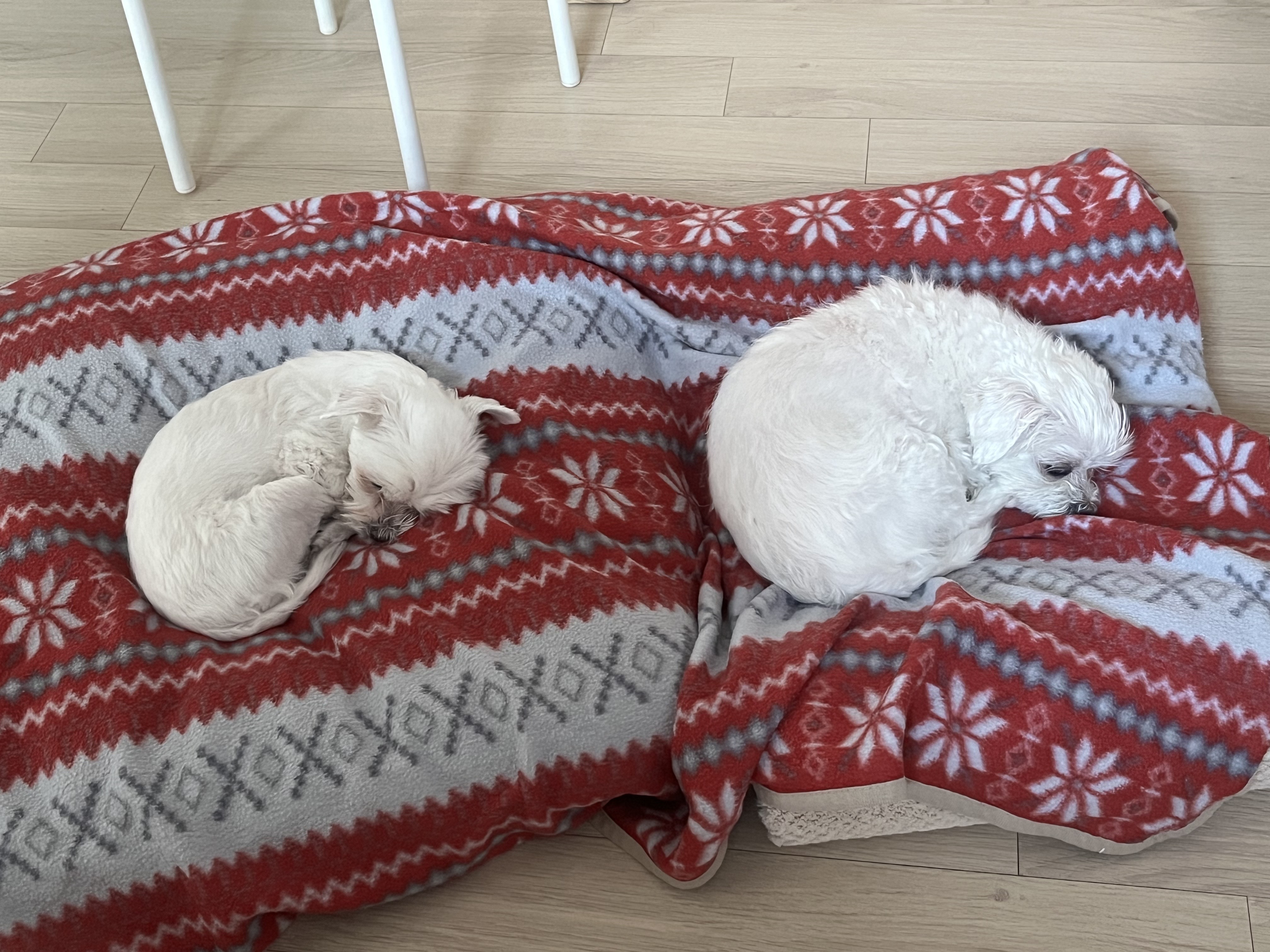 구 둘리 현 둥실 입양 후기입니다!