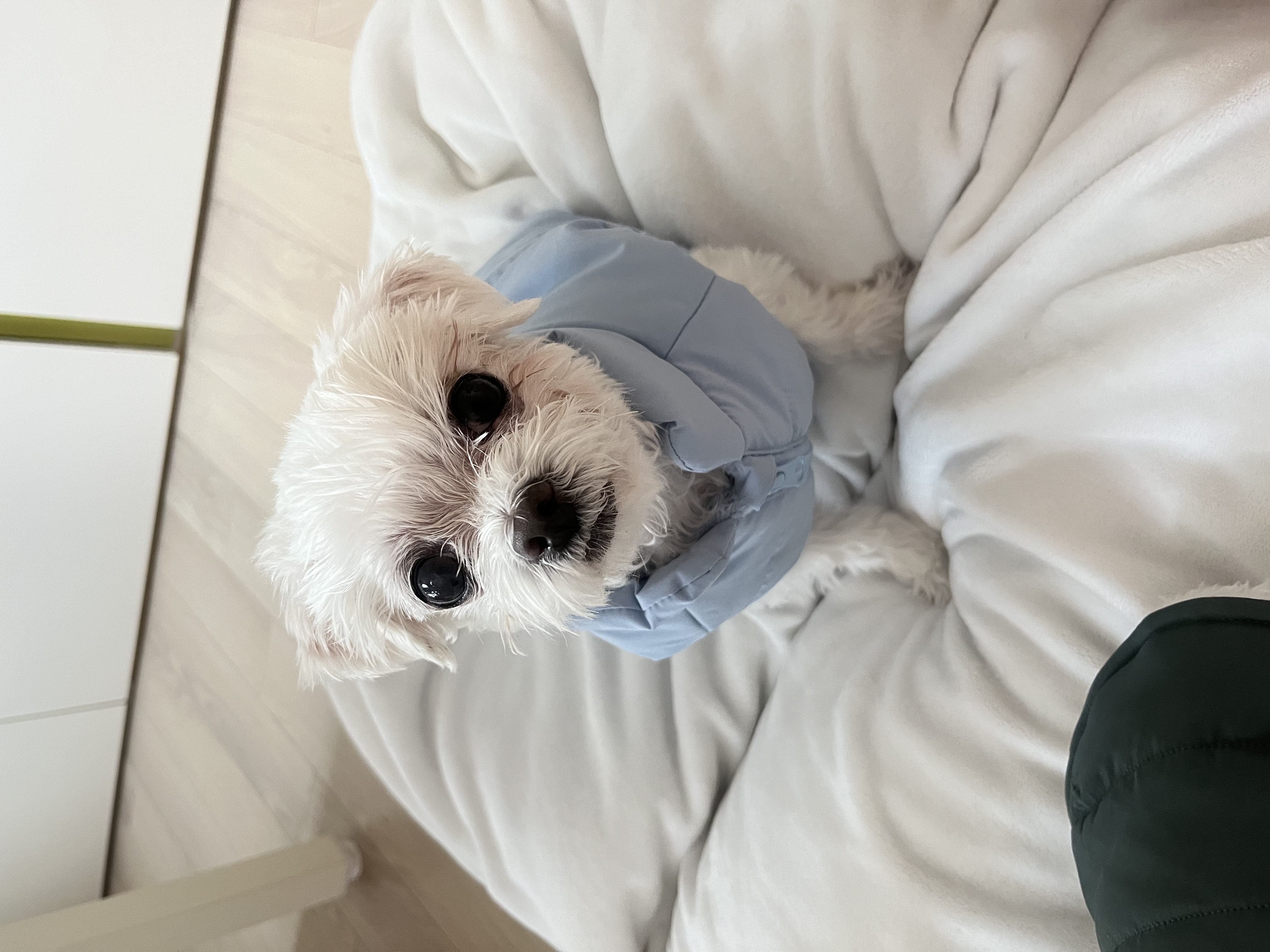 구 둘리 현 둥실 입양 후기입니다!