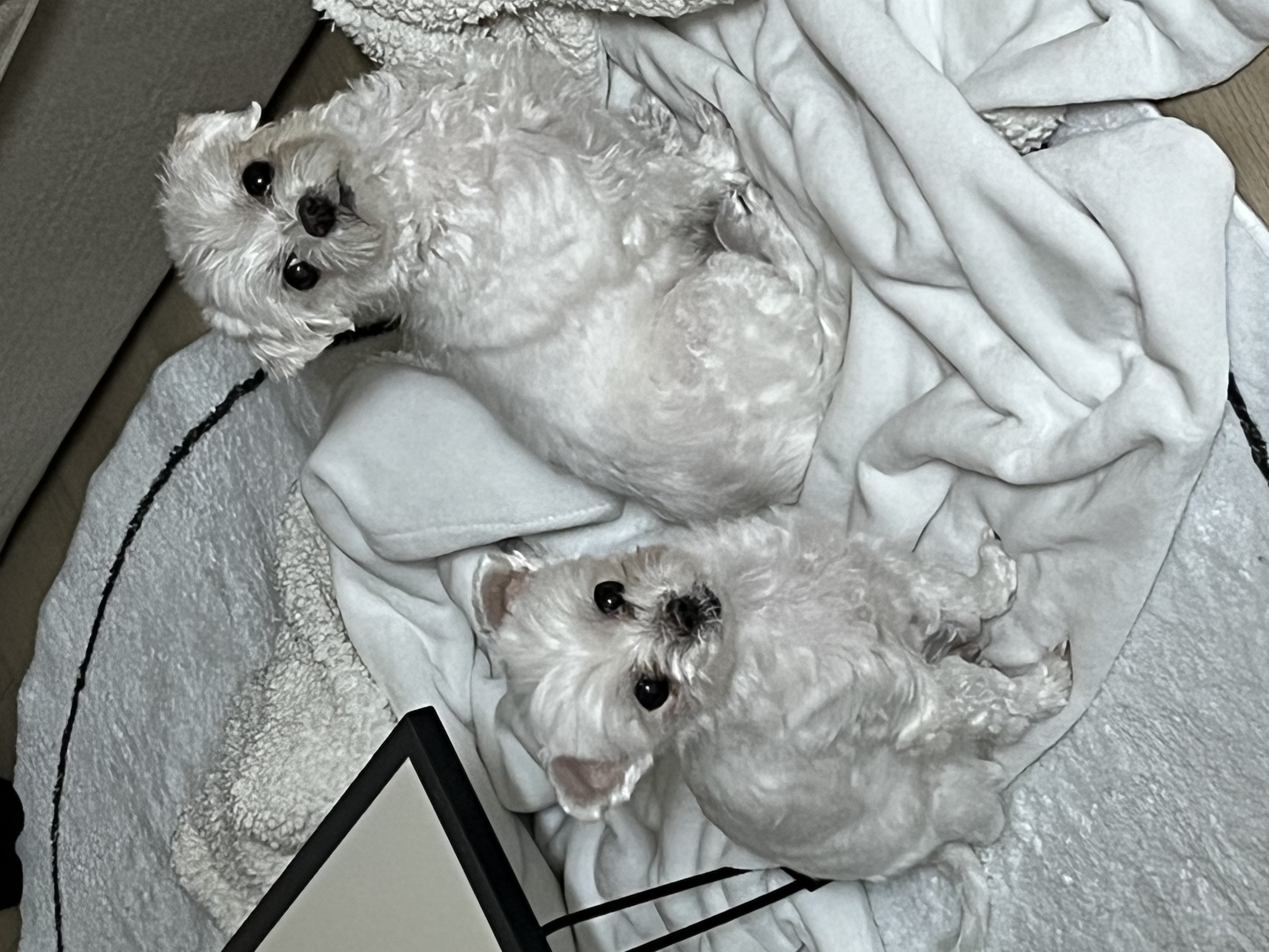 구 둘리 현 둥실 입양 후기입니다!