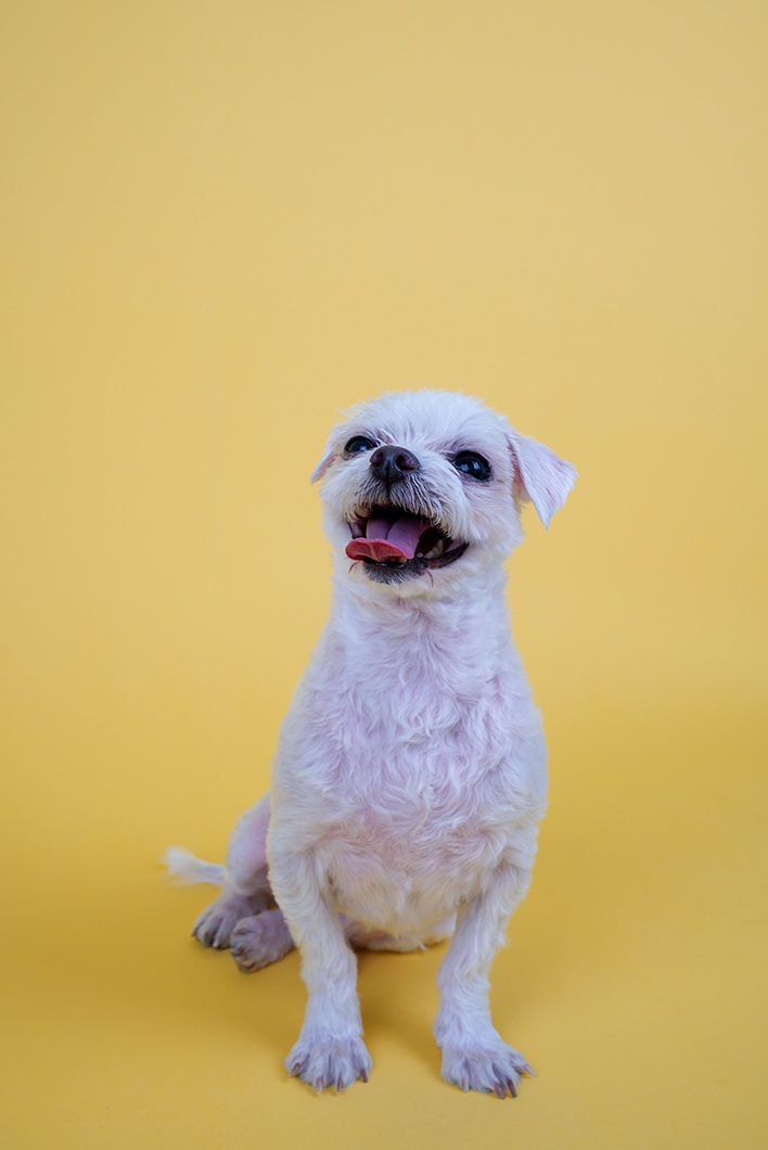 구 둘리 현 둥실 입양 후기입니다!