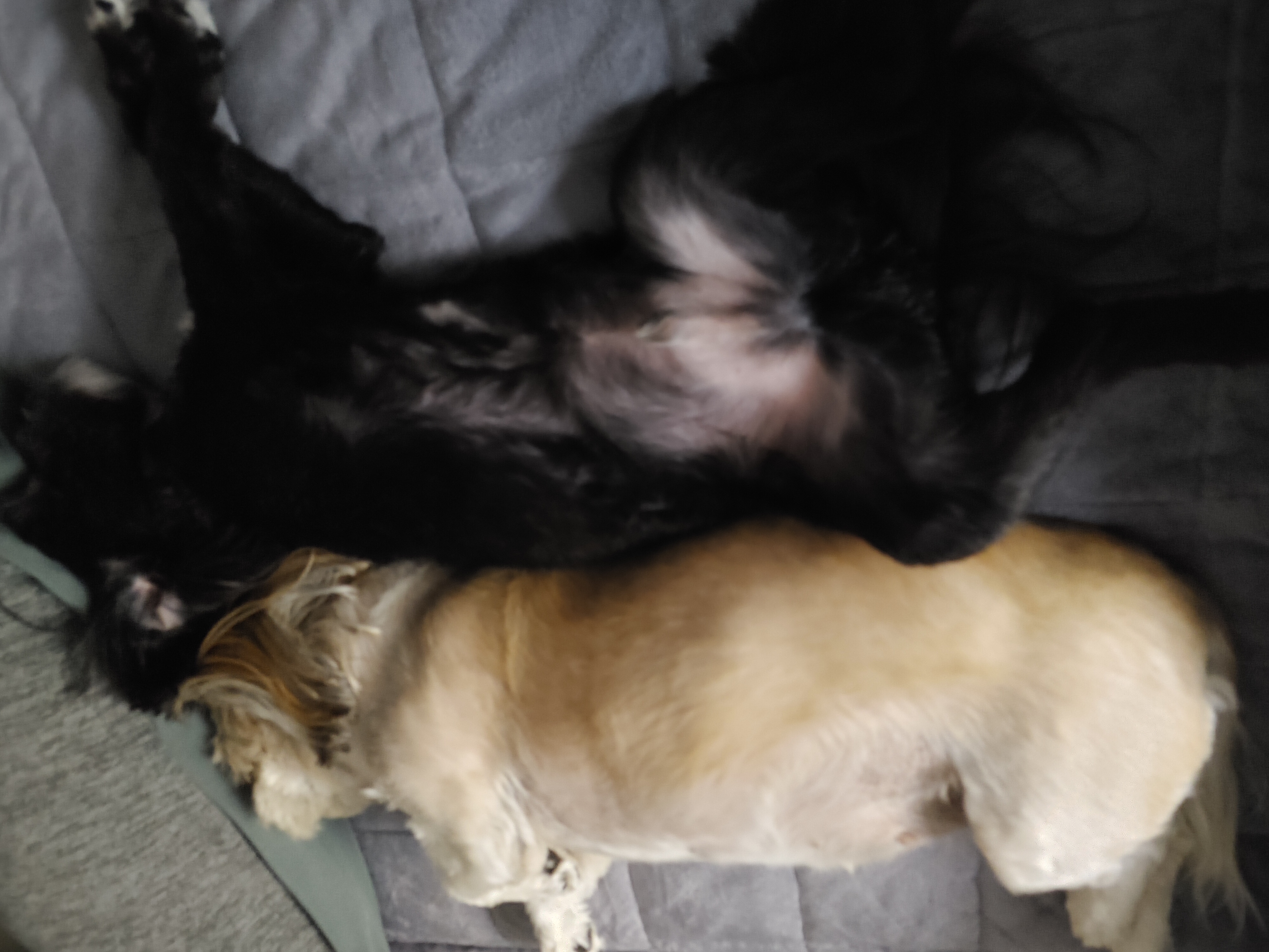 깡이와 승이(타타와 탱숙이)