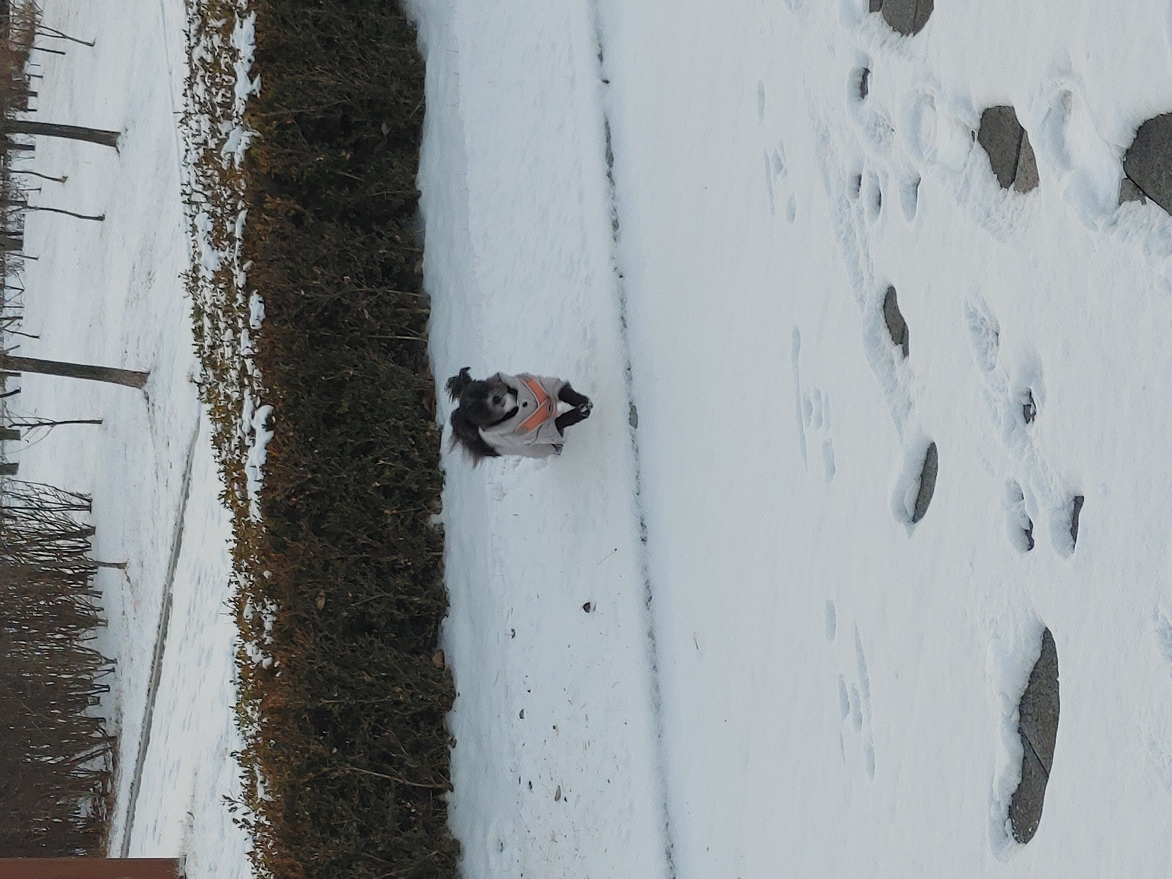 깡이와 승이(타타와 탱숙이)