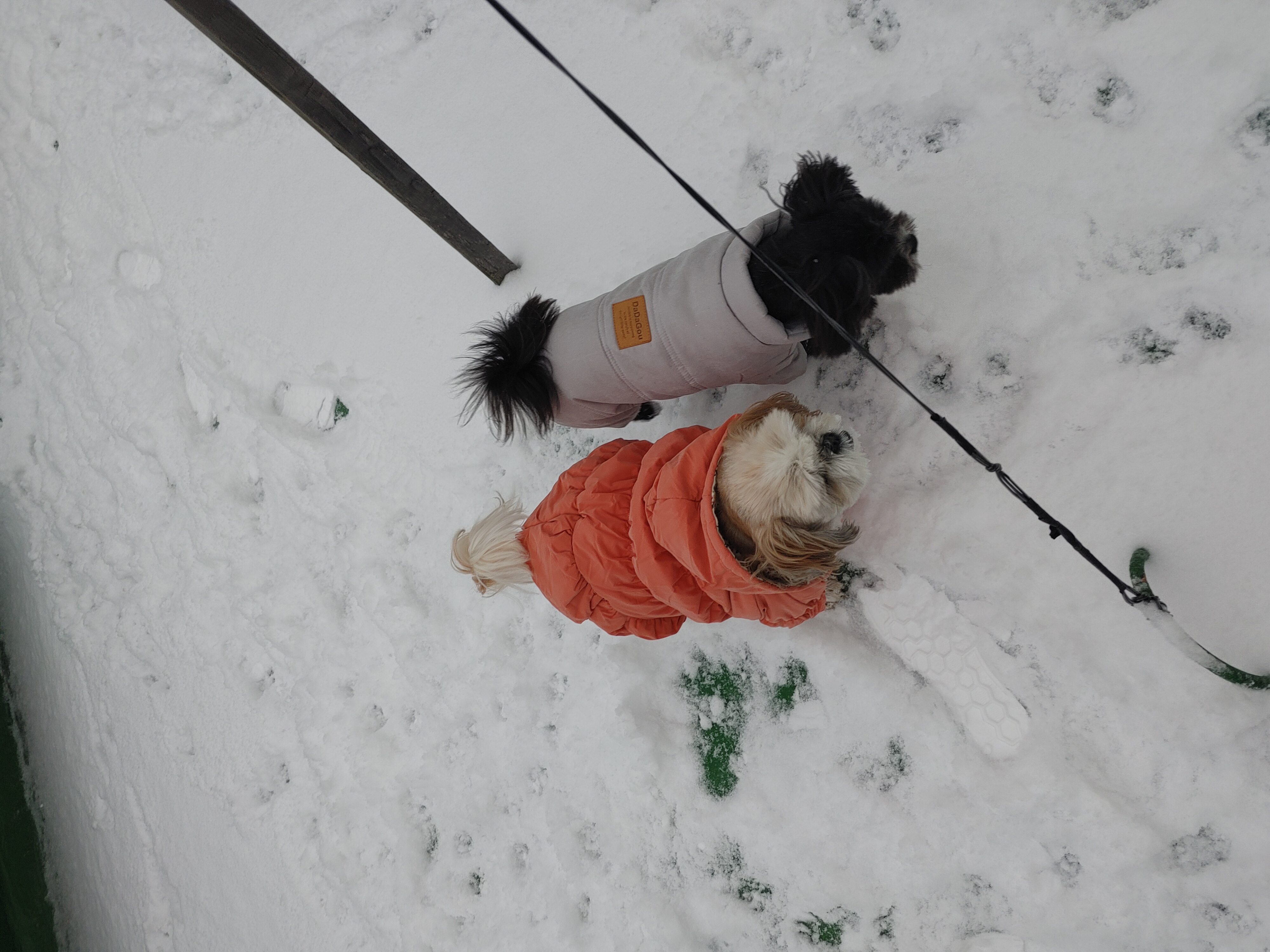 깡이와 승이(타타와 탱숙이)