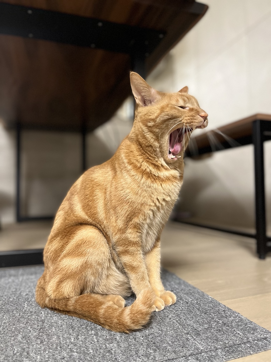 용식이 잘 지내고 있어요.