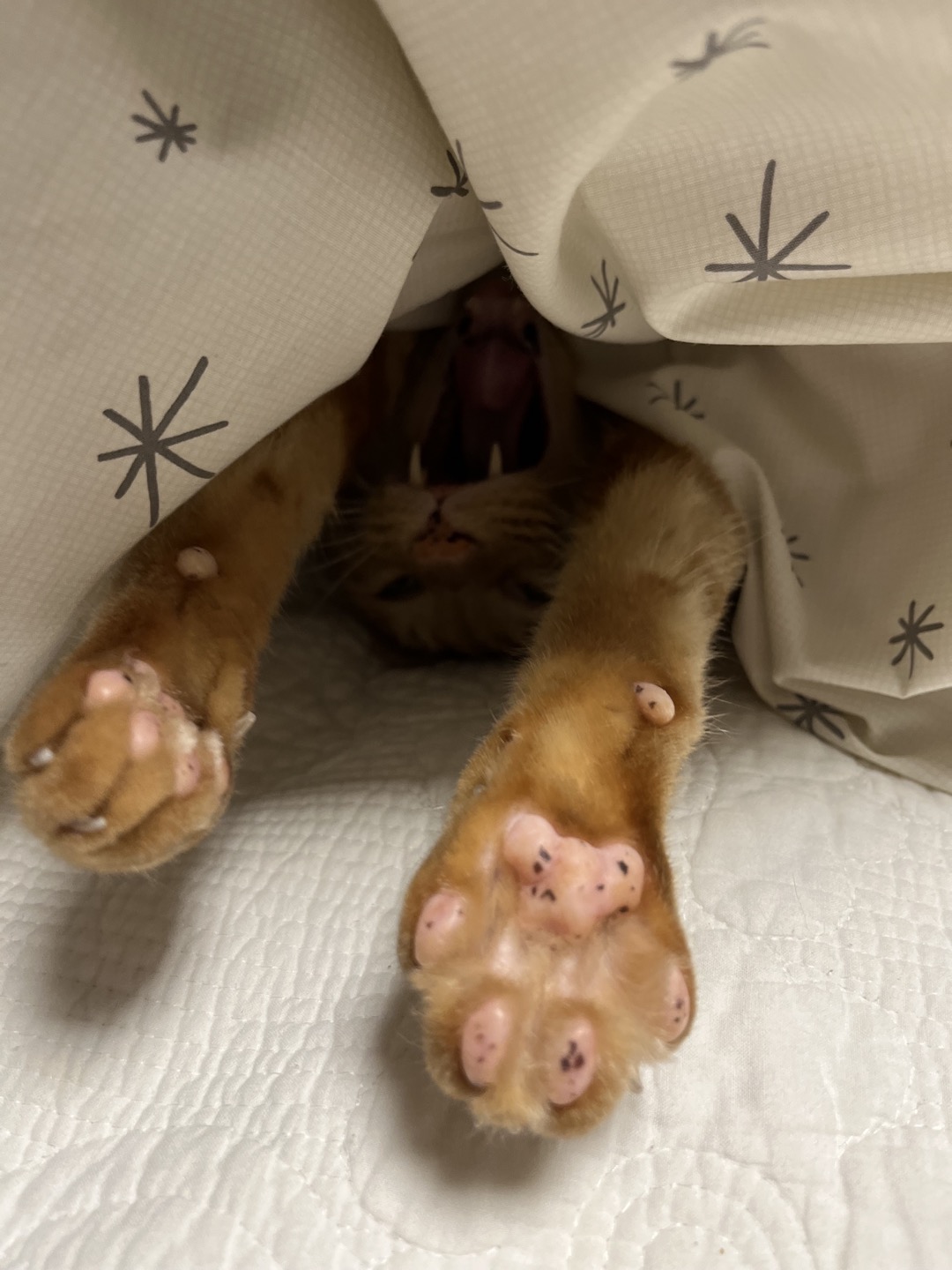 용식이 잘 지내고 있어요.