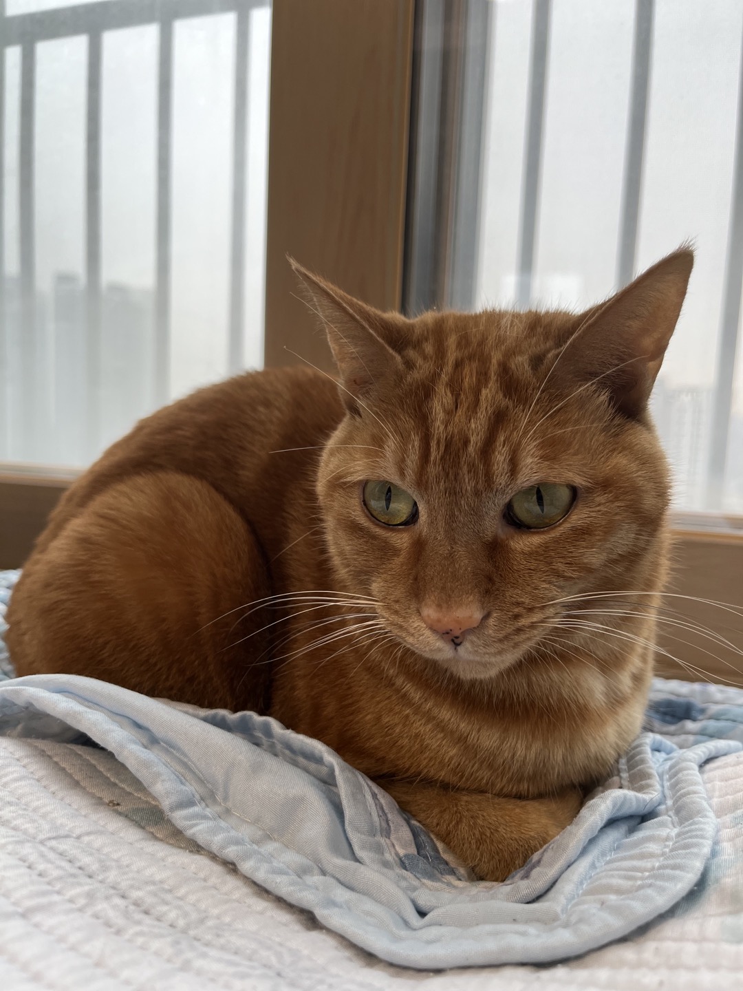 용식이 잘 지내고 있어요.